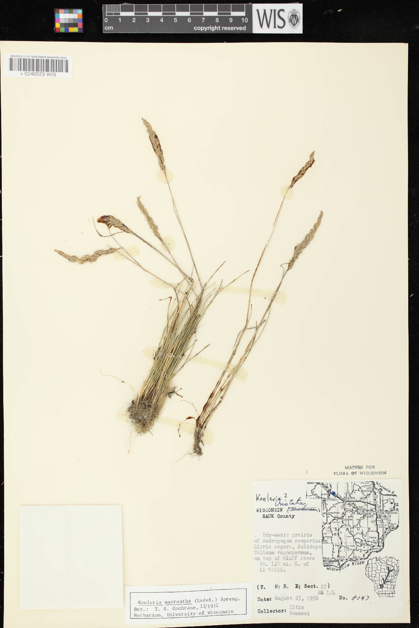 Koeleria macrantha image