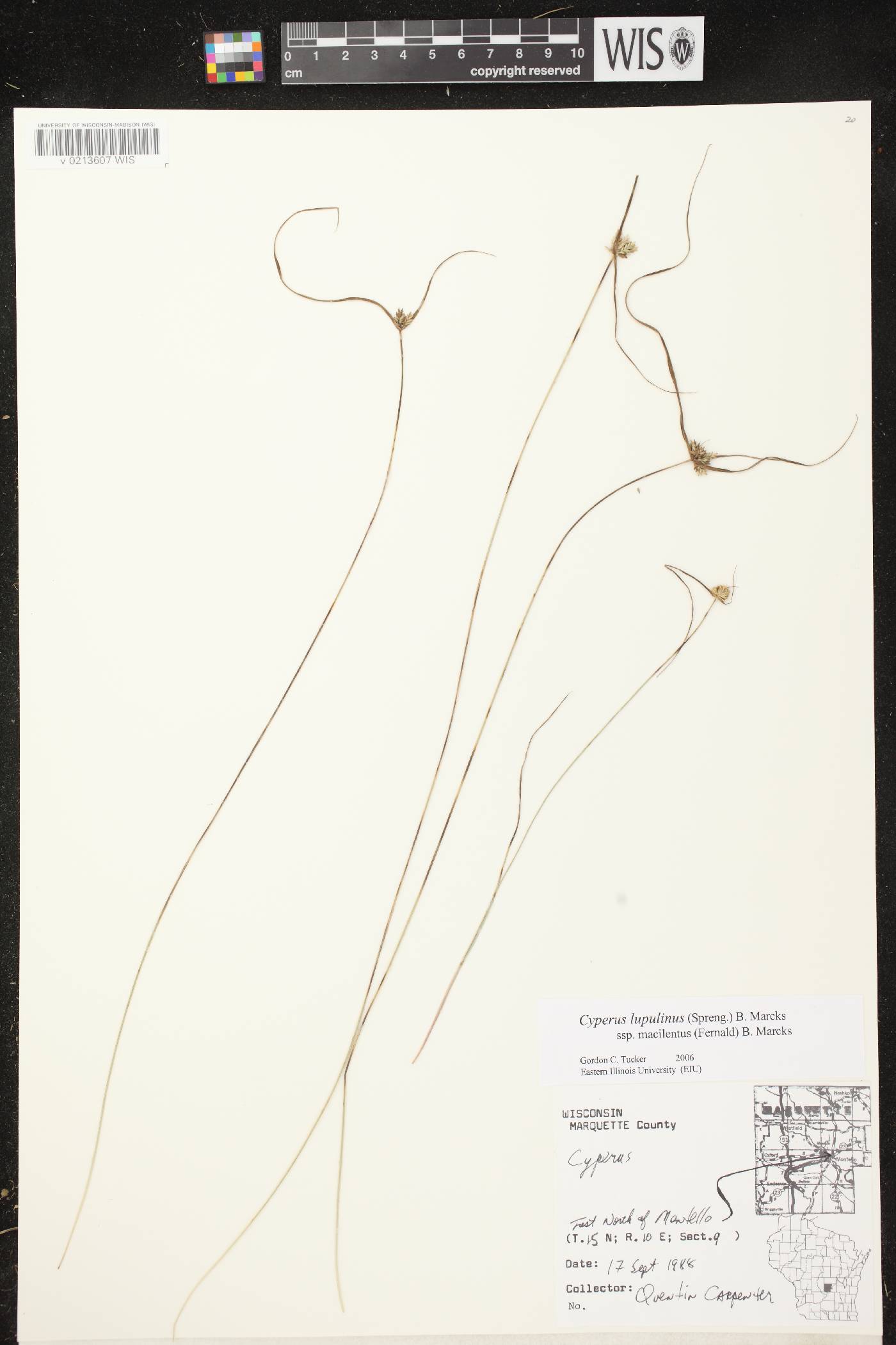 Cyperus lupulinus subsp. macilentus image