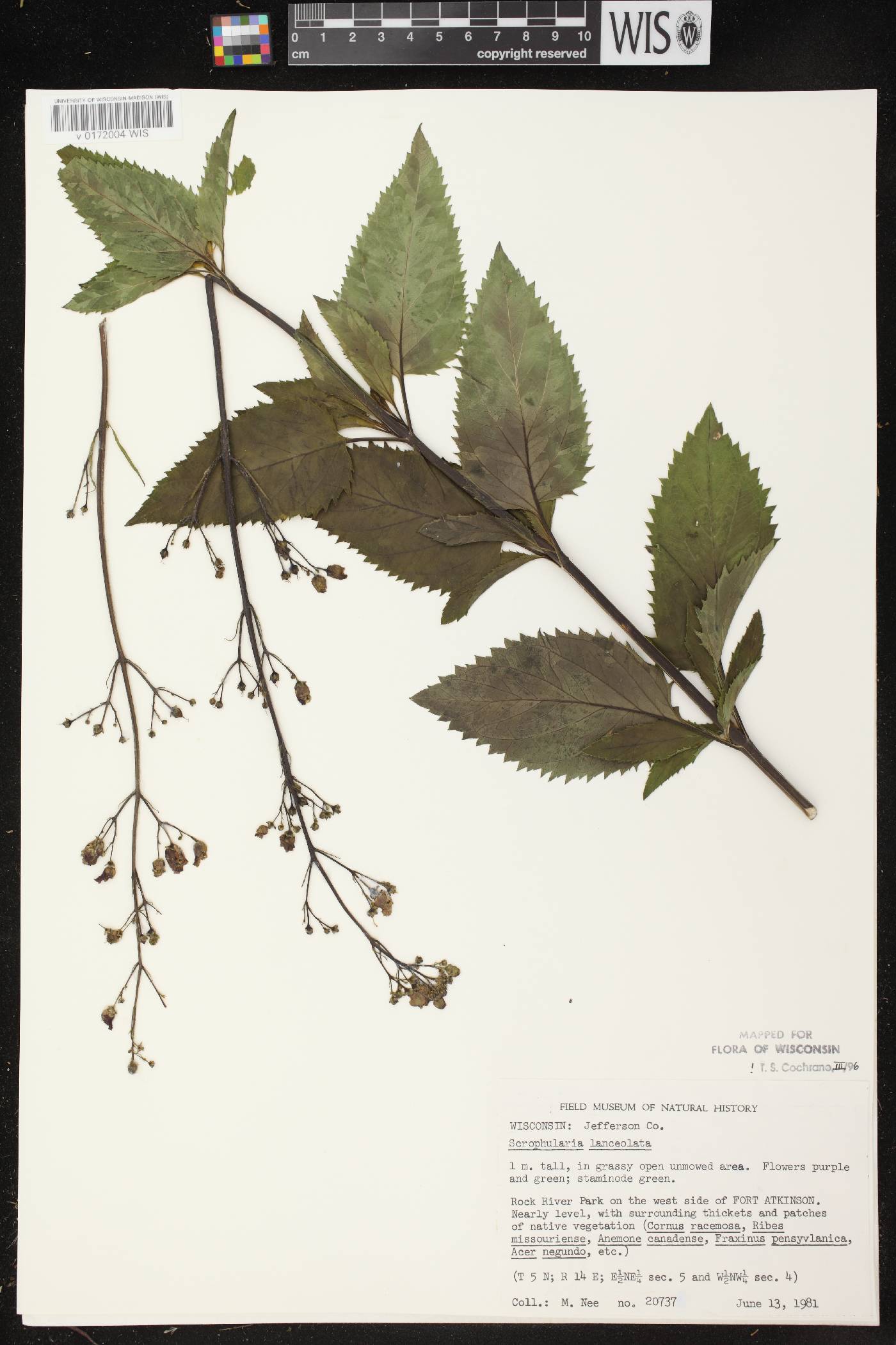 Scrophularia lanceolata image