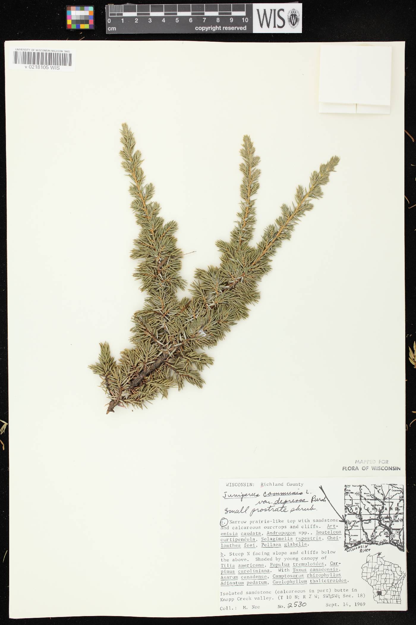Juniperus communis image