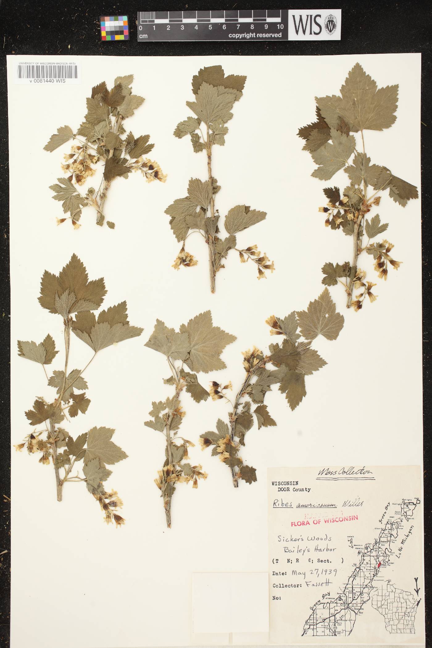Ribes americanum image