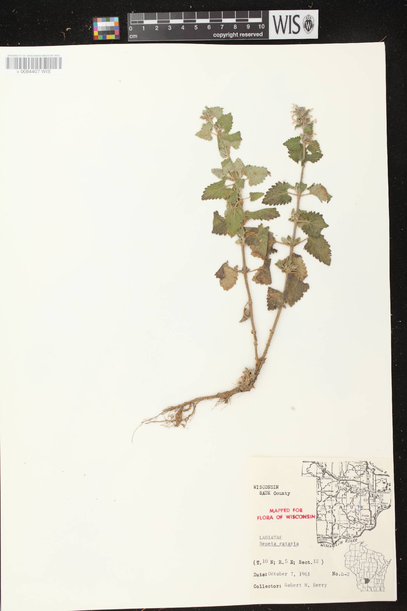Nepeta cataria image