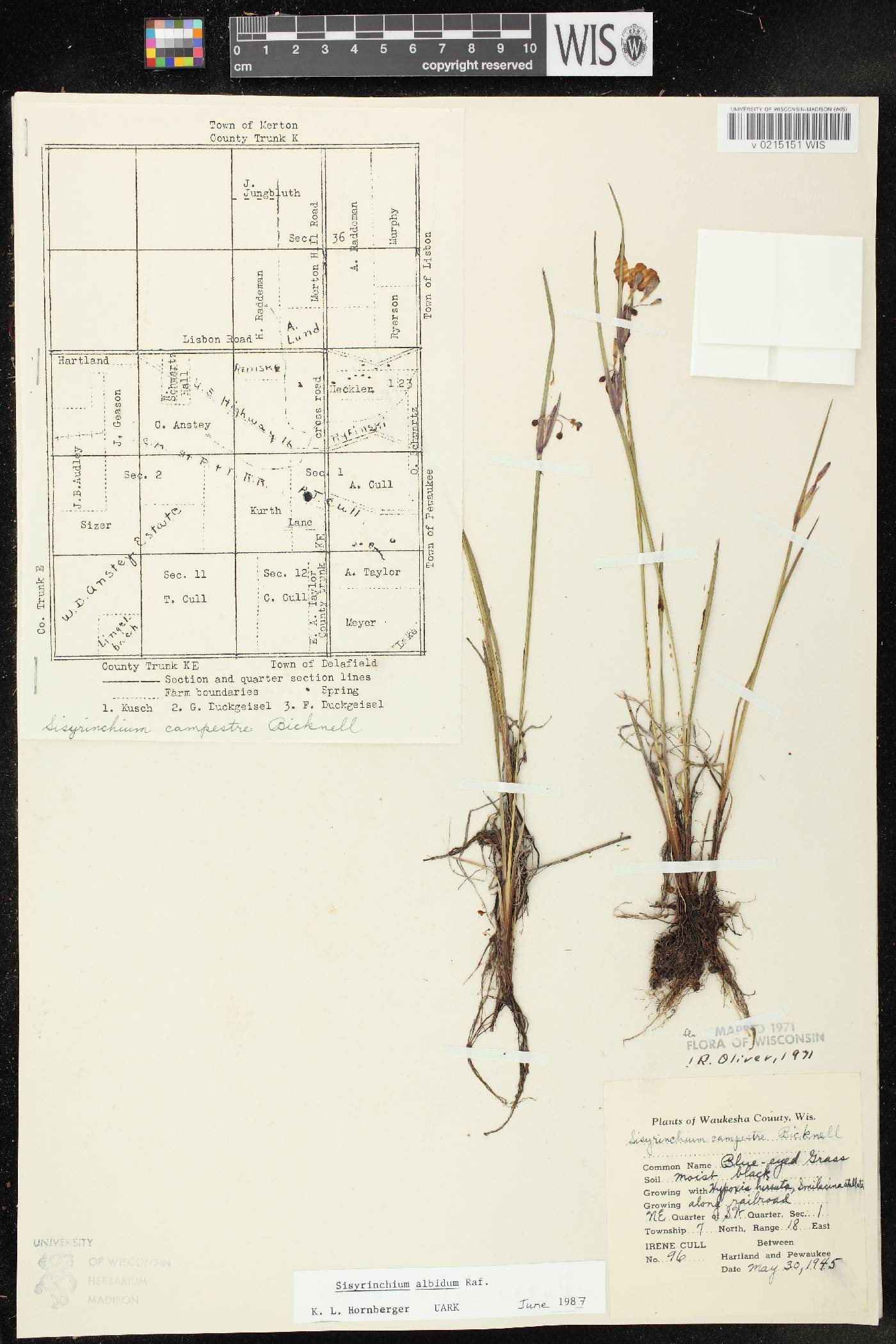 Sisyrinchium albidum image