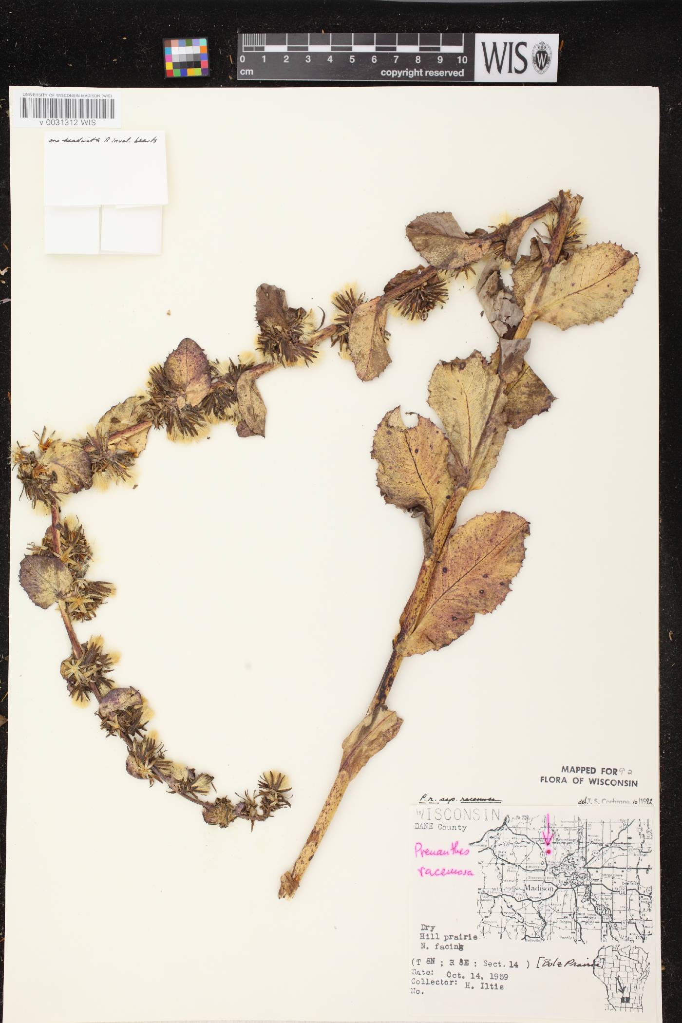Prenanthes racemosa image