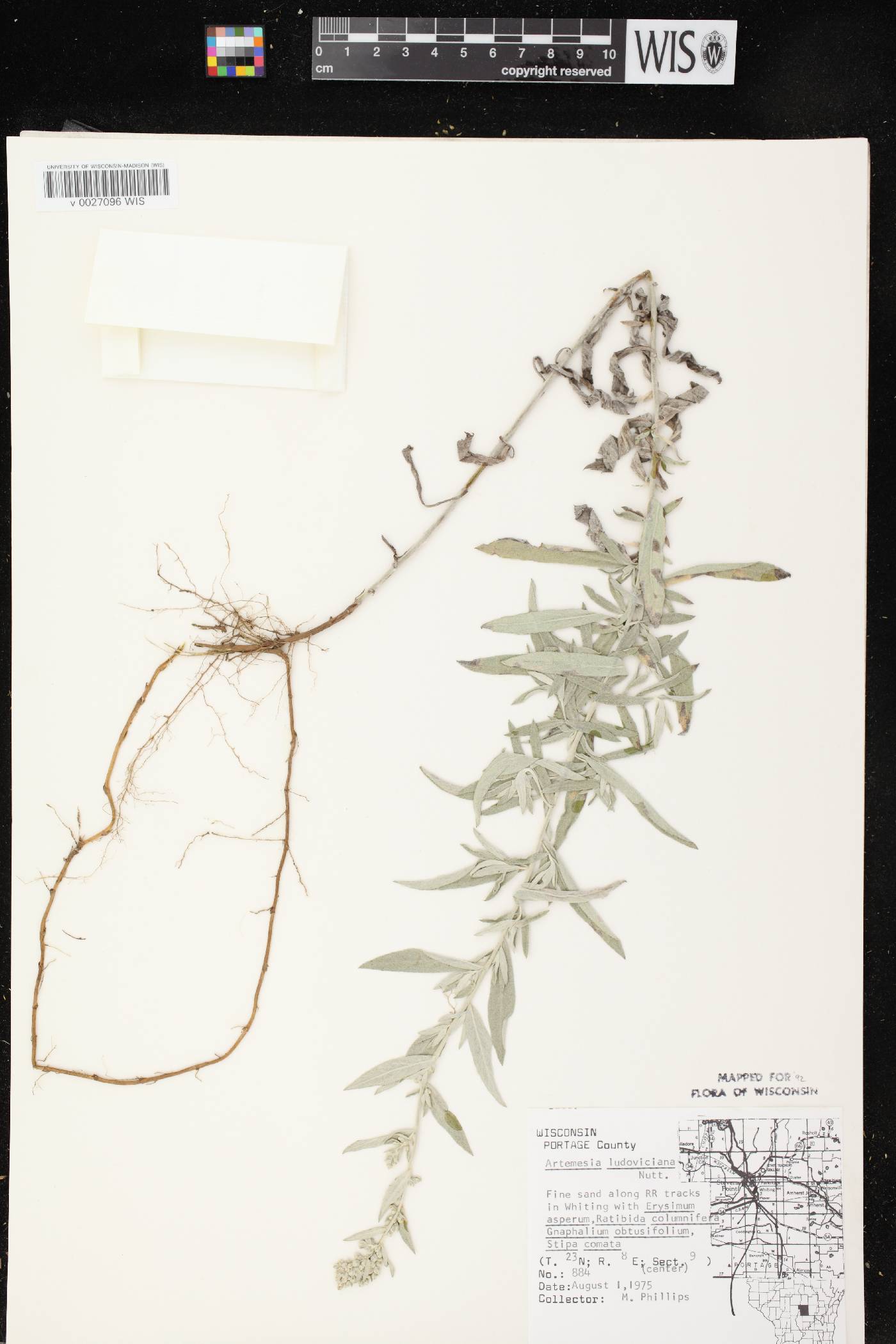 Artemisia ludoviciana image