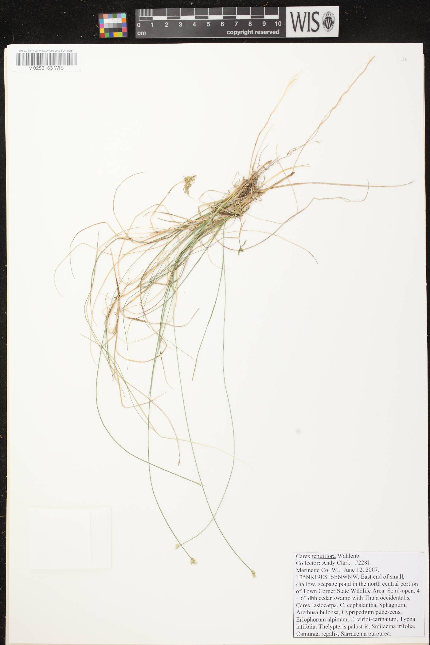Carex tenuiflora image