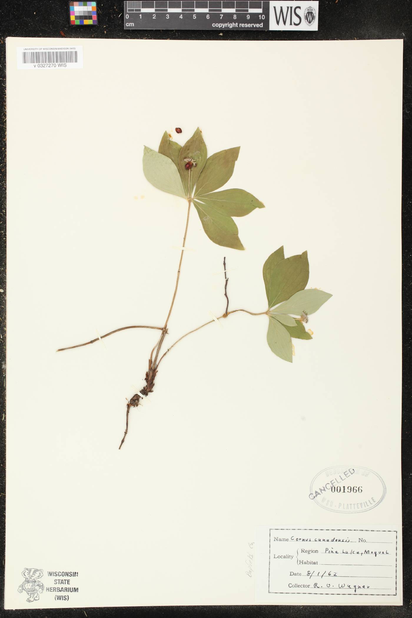 Cornus canadensis image