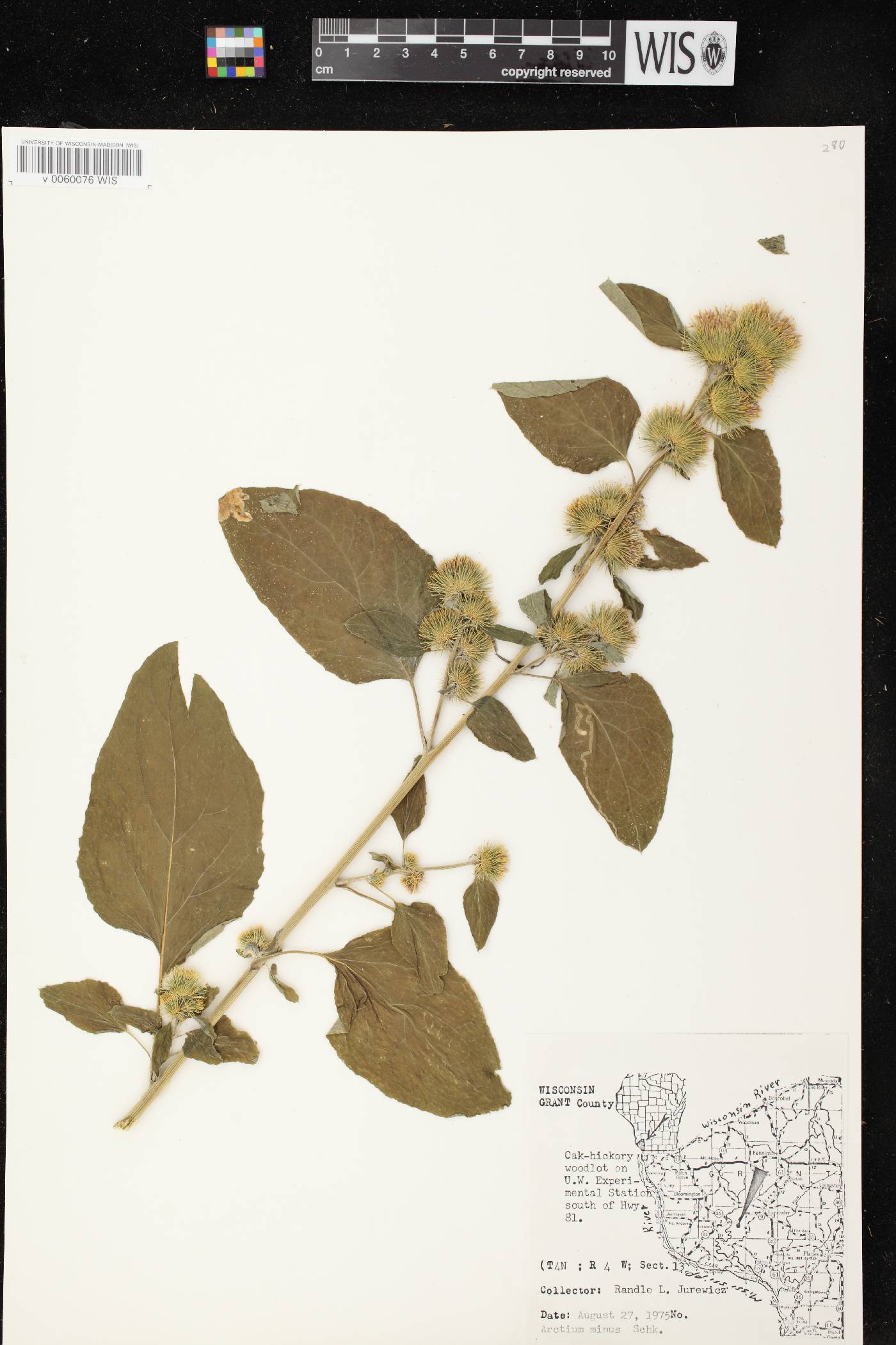 Arctium minus image