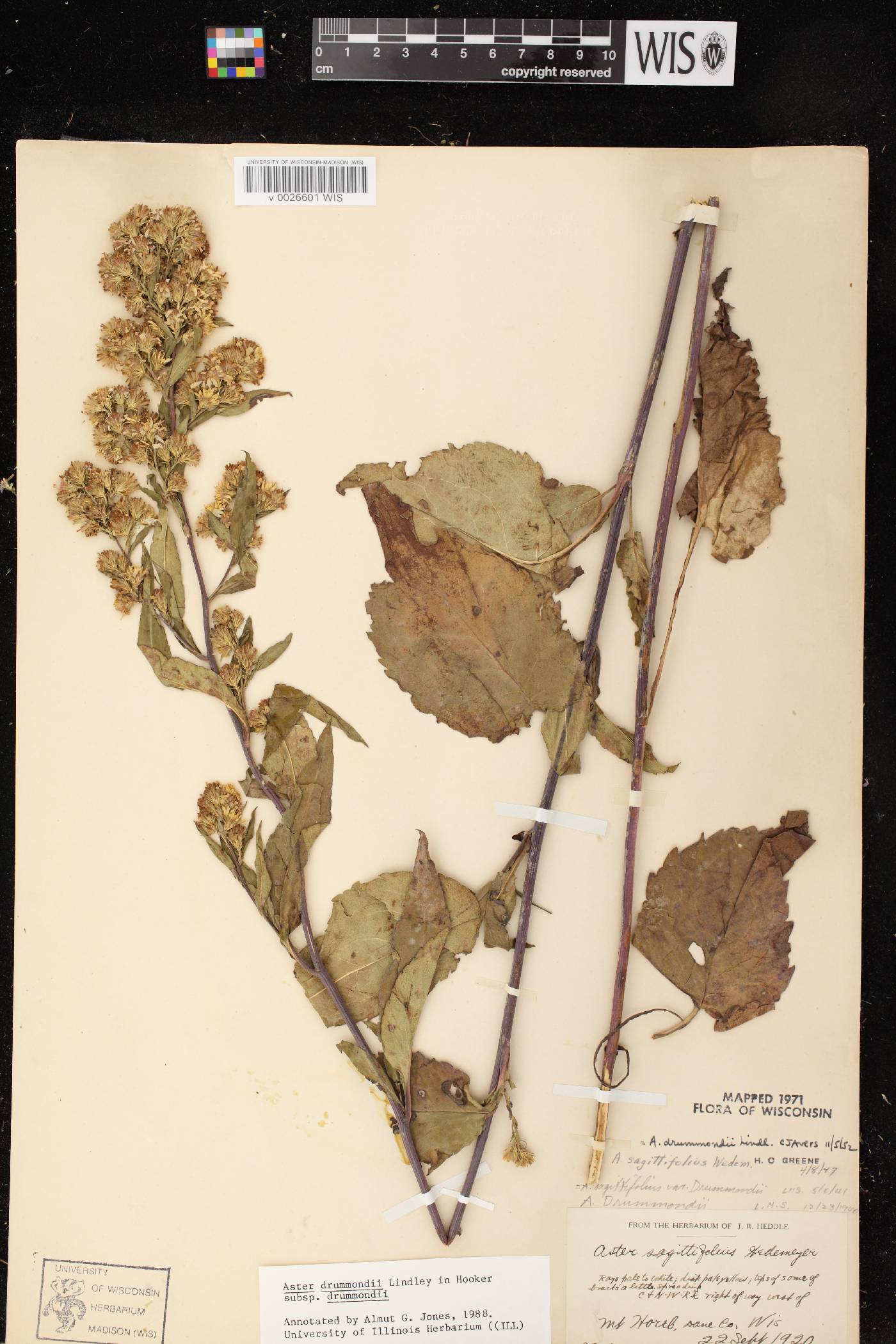 Symphyotrichum drummondii var. drummondii image