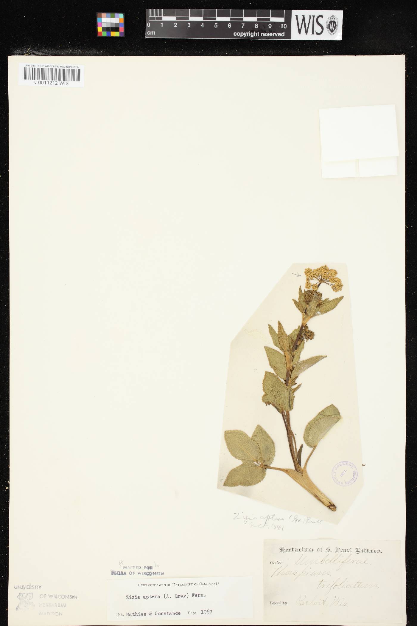 Zizia aptera image