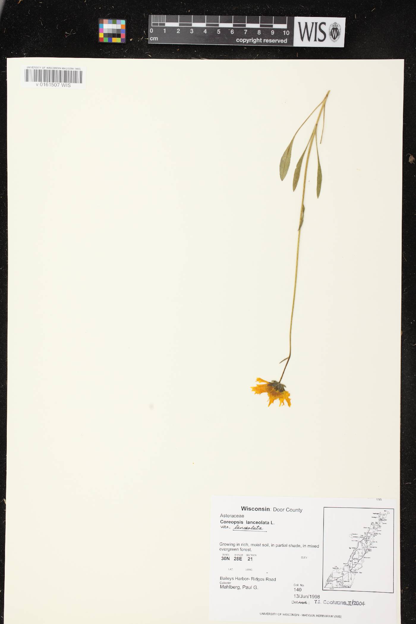 Coreopsis lanceolata image