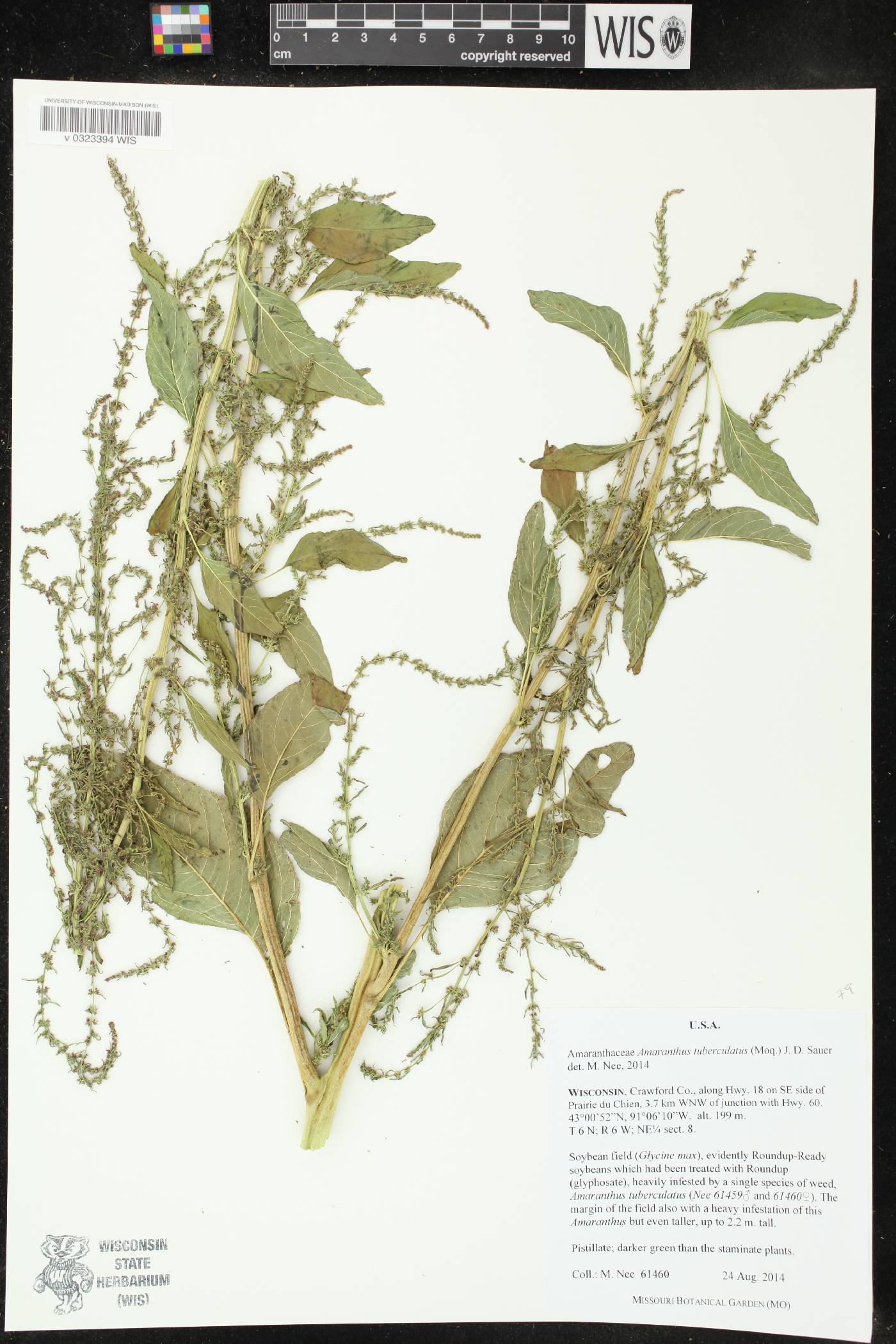 Amaranthus tuberculatus image