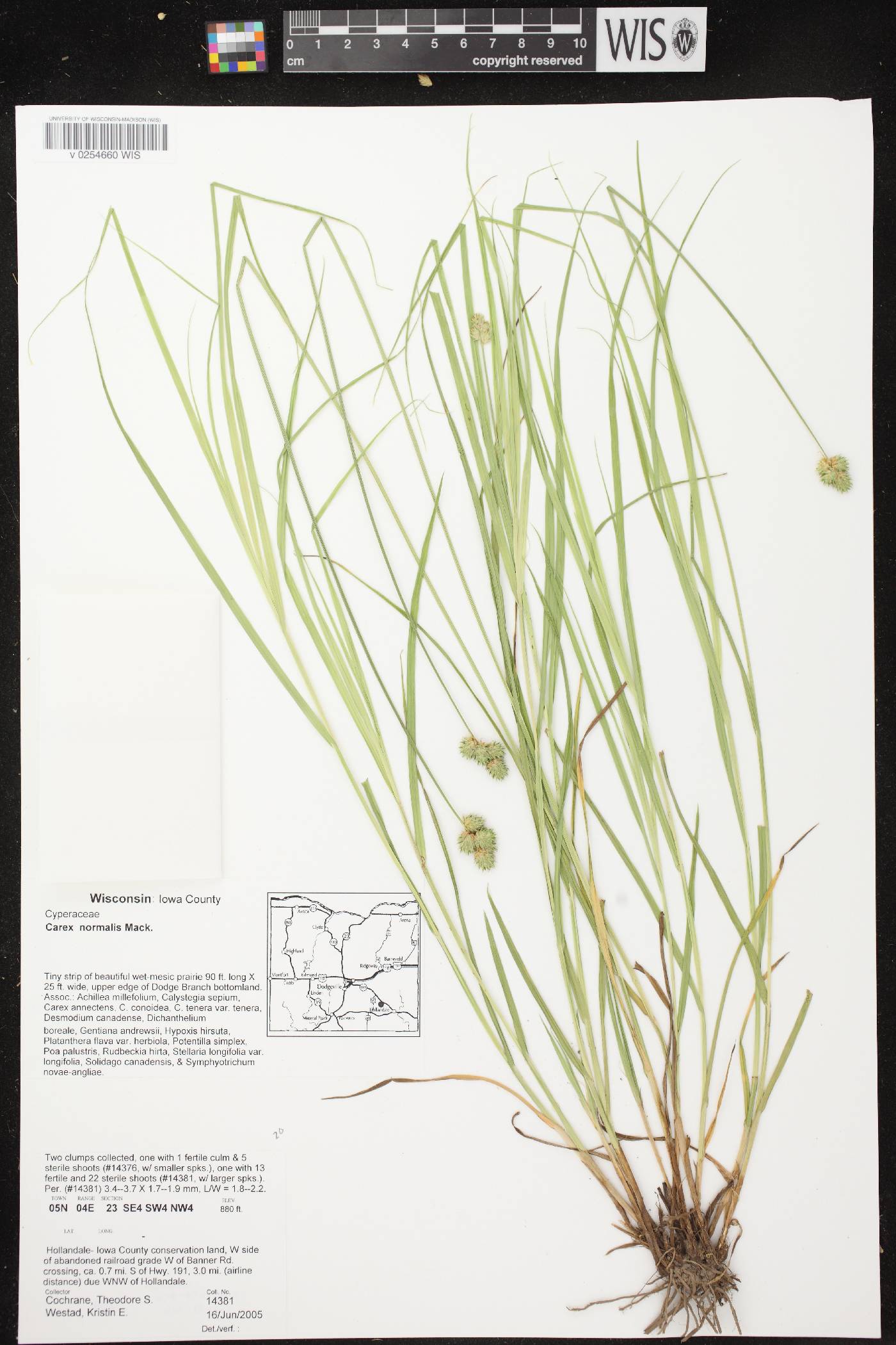 Carex normalis image