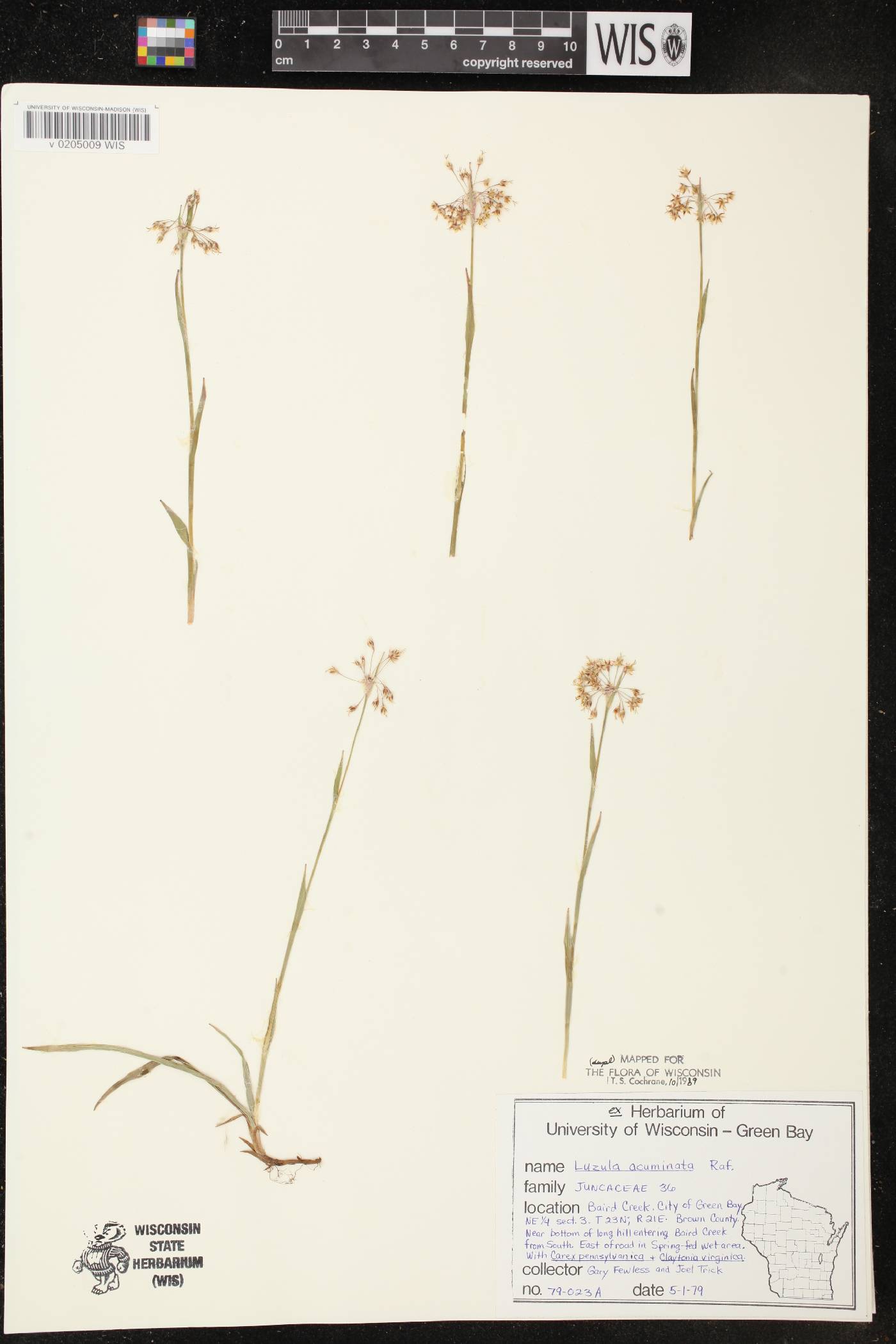 Luzula acuminata image