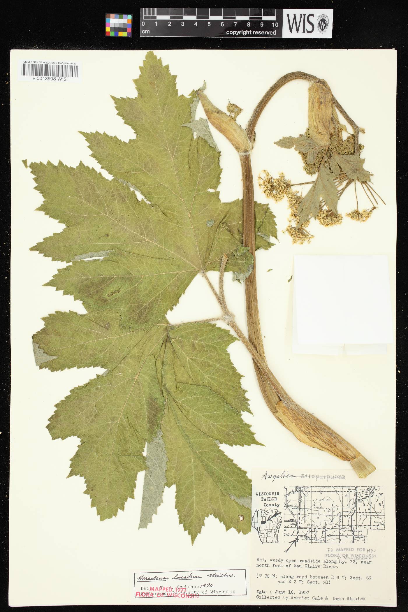 Heracleum maximum image