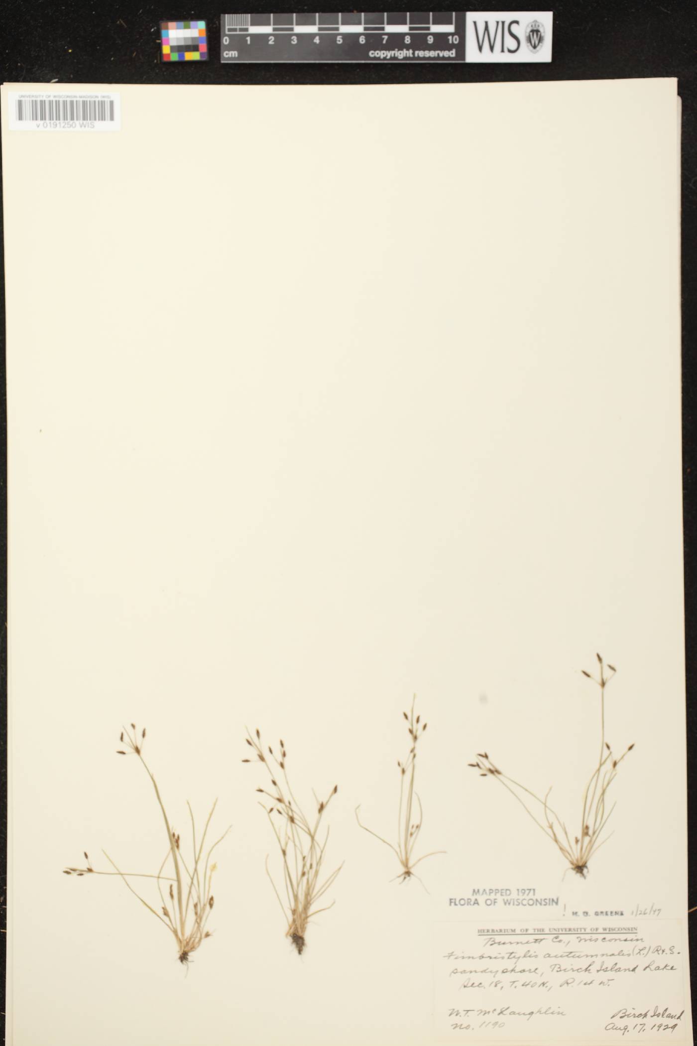 Fimbristylis autumnalis image