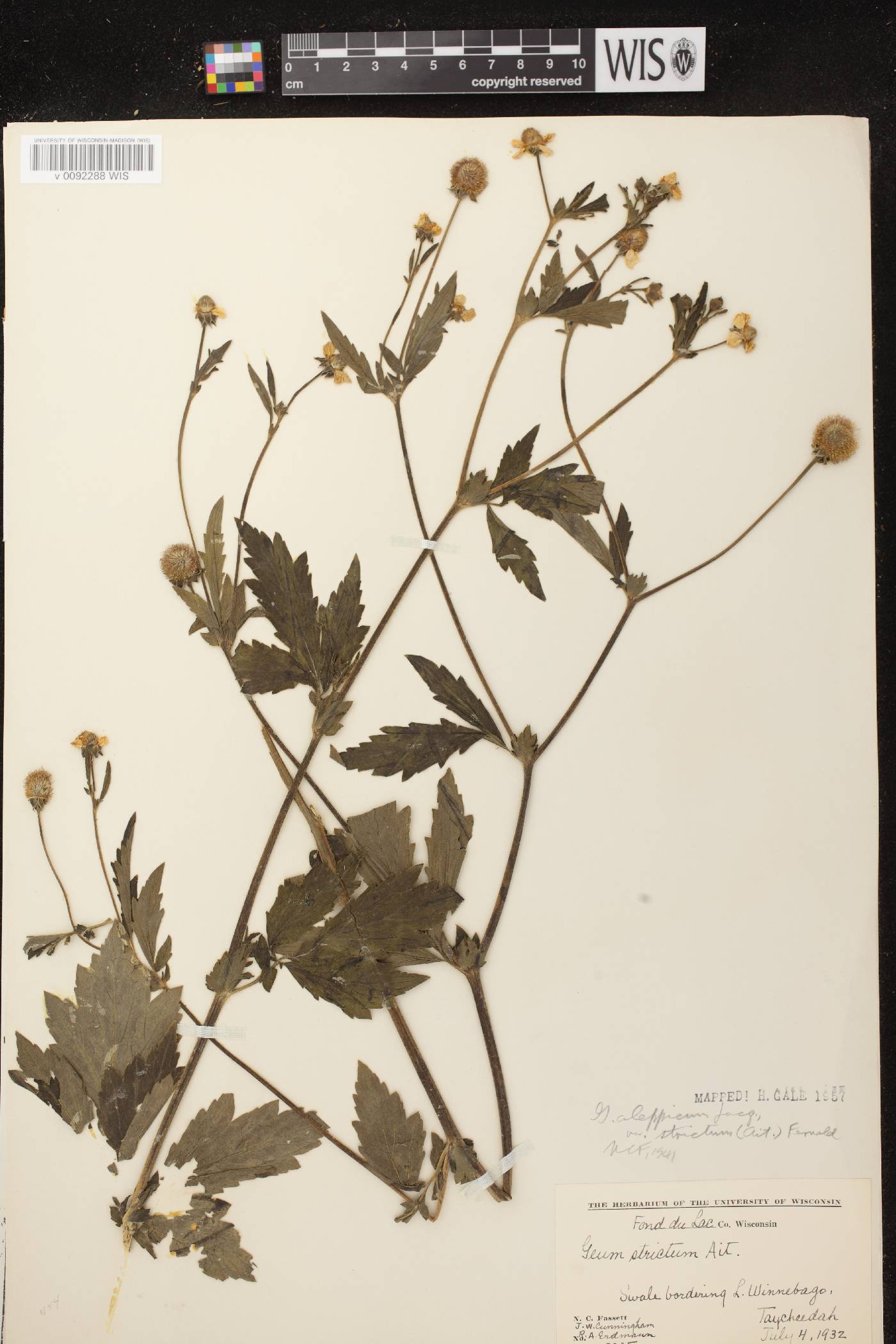 Geum aleppicum image
