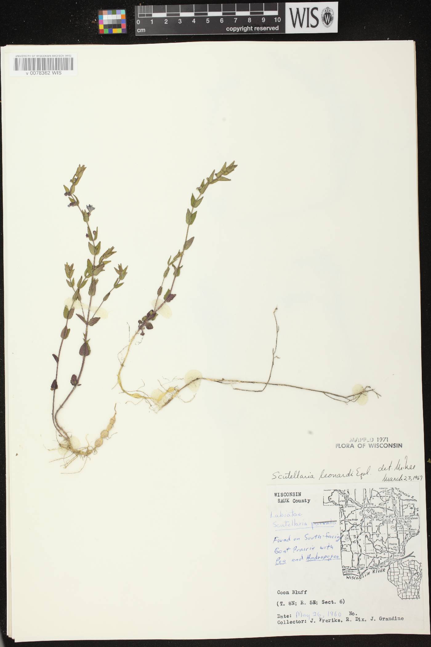 Scutellaria parvula var. missouriensis image