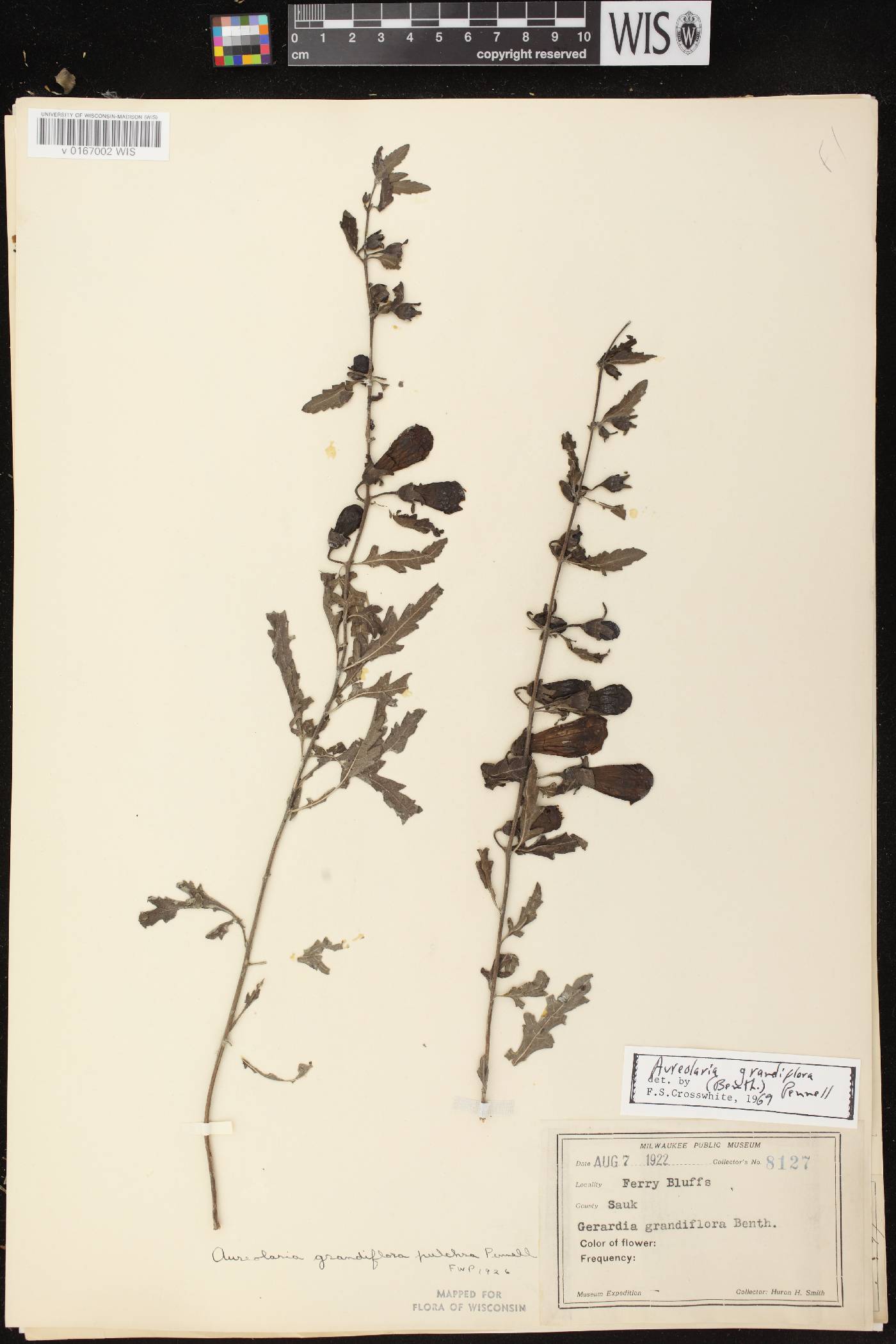 Aureolaria grandiflora var. pulchra image
