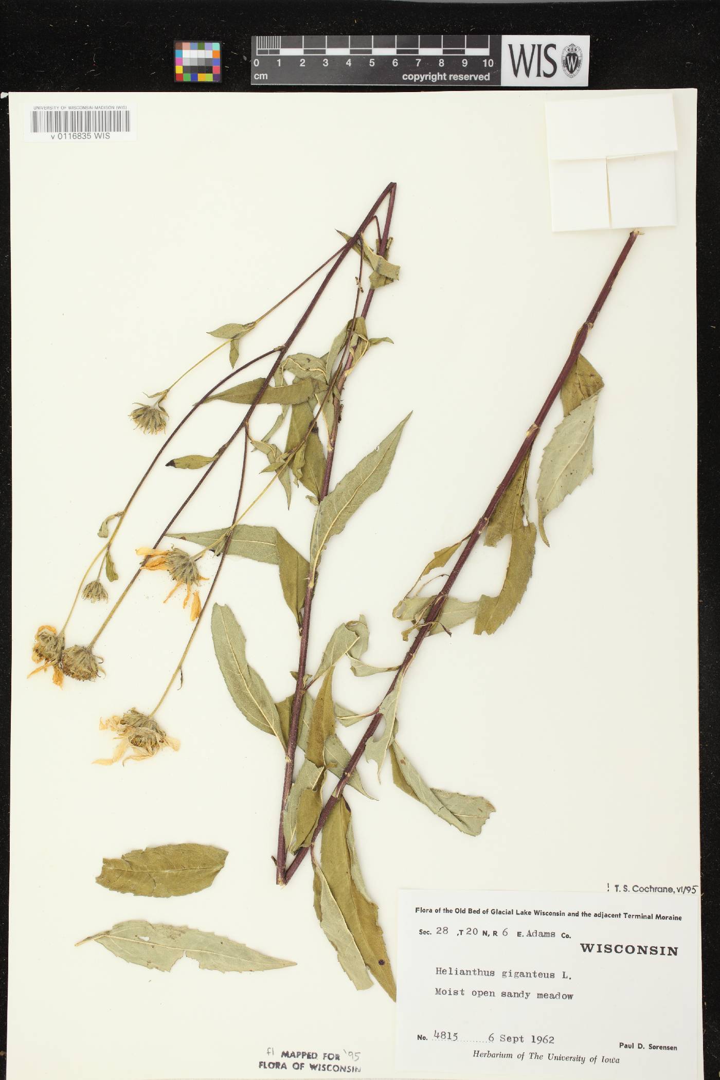 Helianthus giganteus image