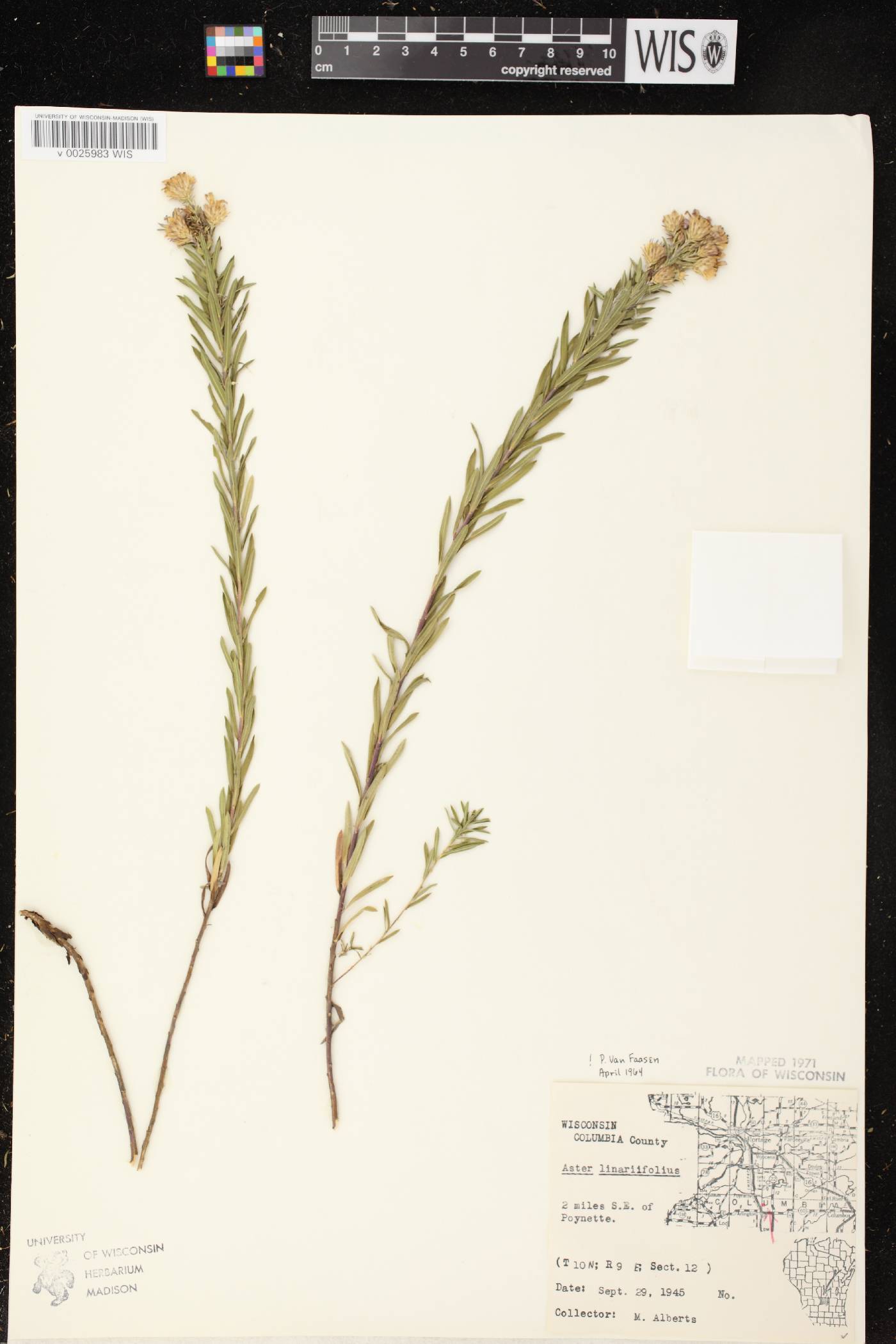 Ionactis linariifolia image