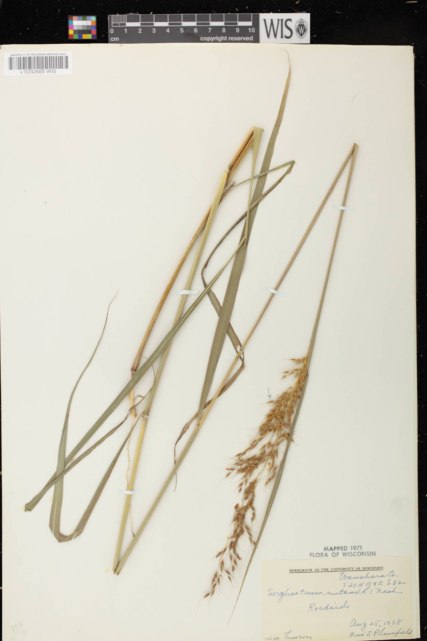Sorghastrum nutans image