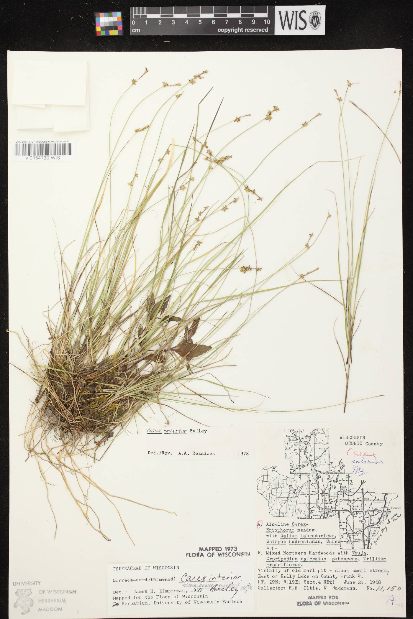 Carex interior image