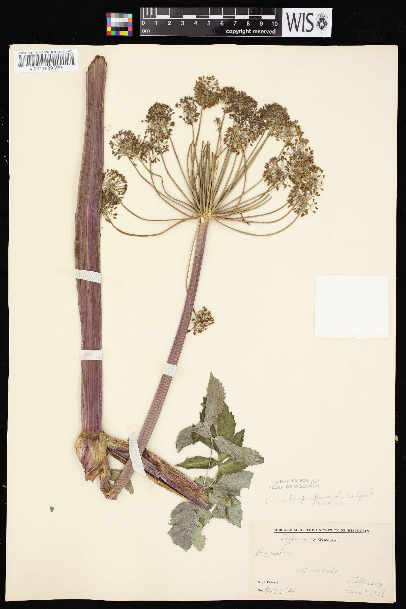 Angelica atropurpurea var. atropurpurea image