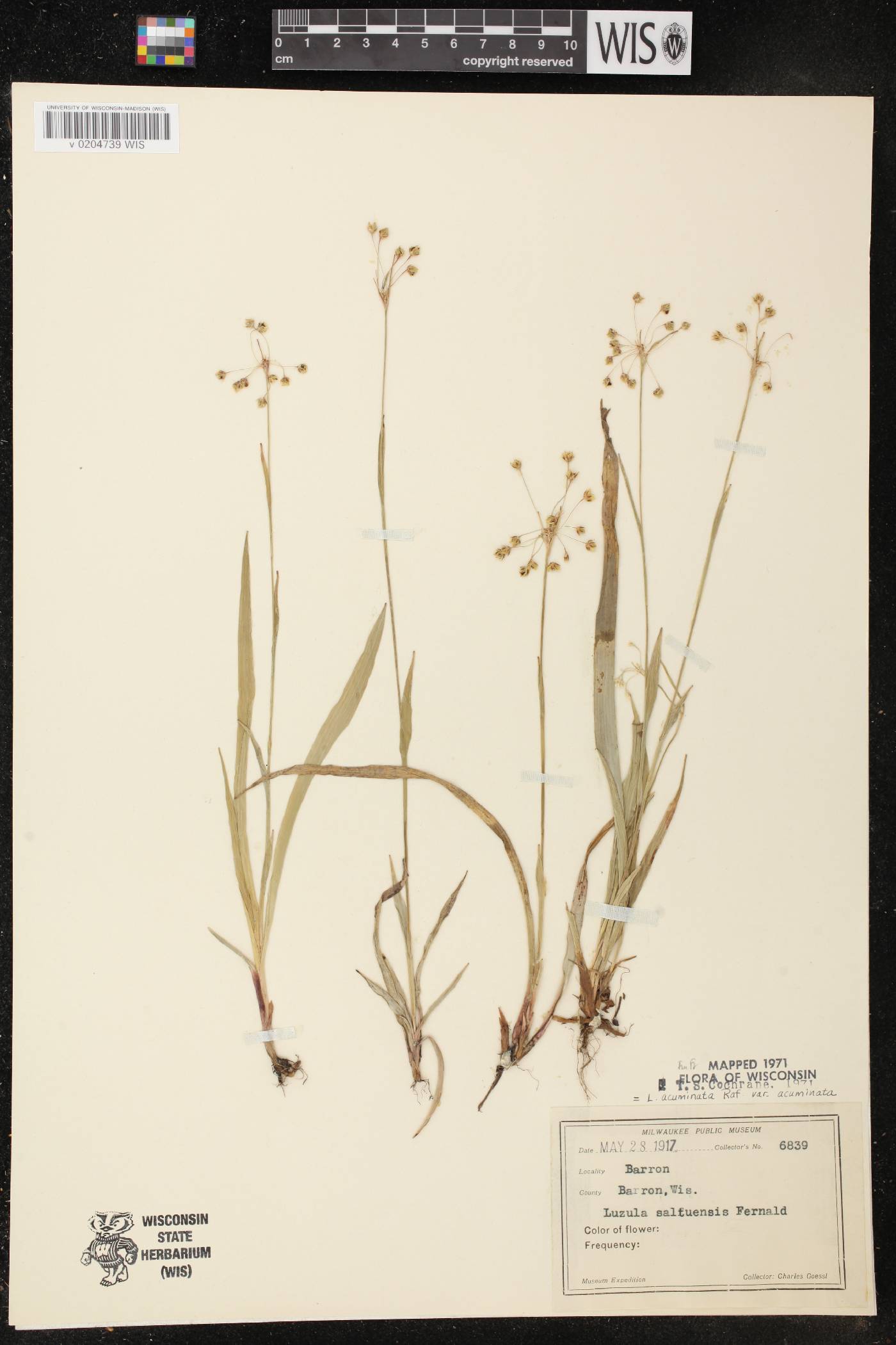 Luzula acuminata var. acuminata image