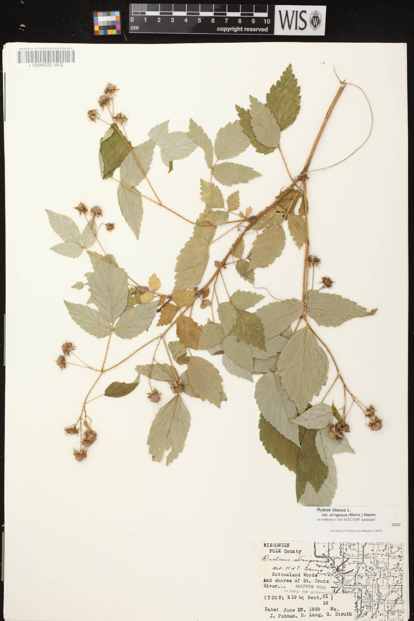 Rubus idaeus subsp. strigosus image