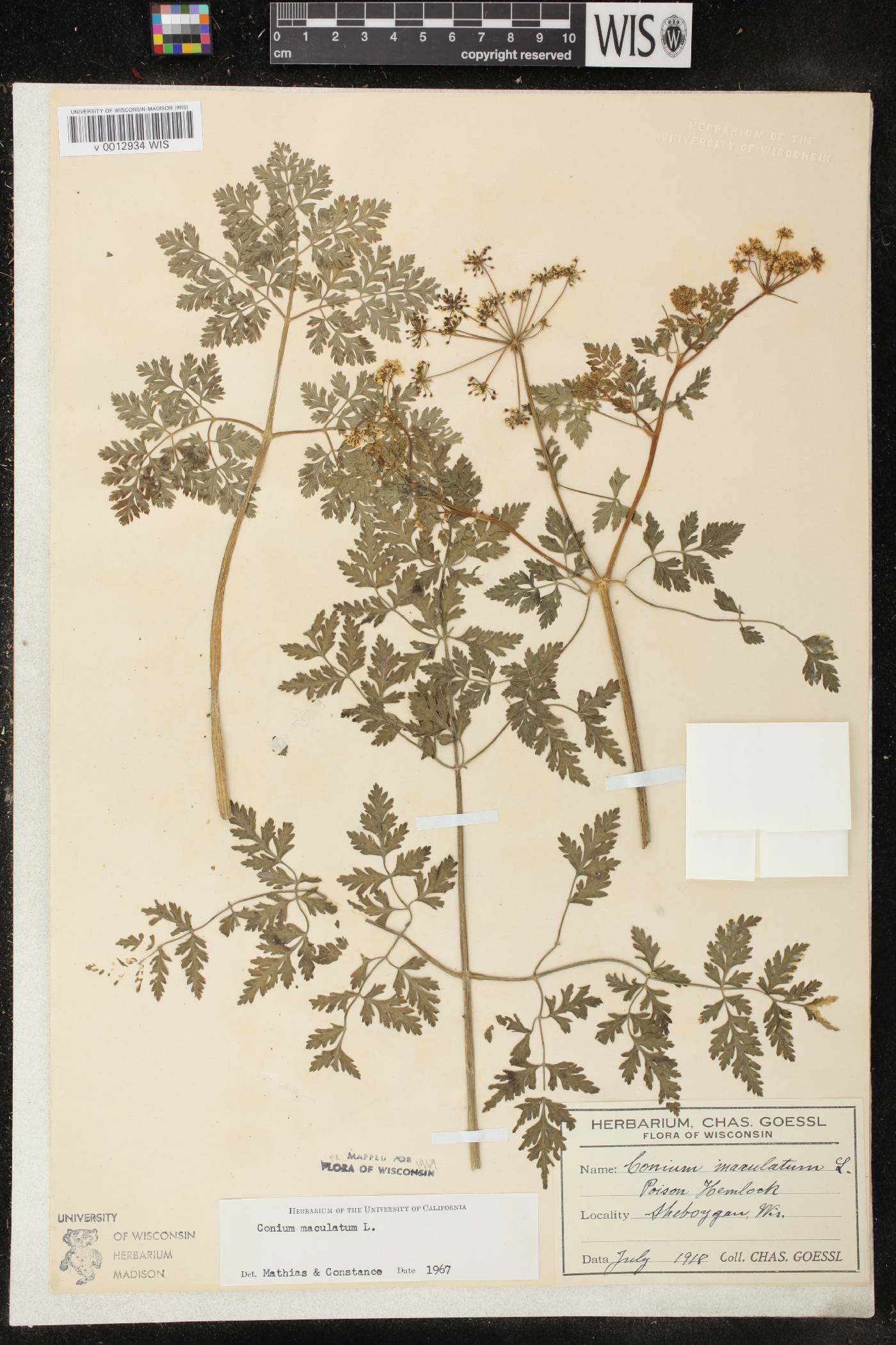 Conium maculatum image