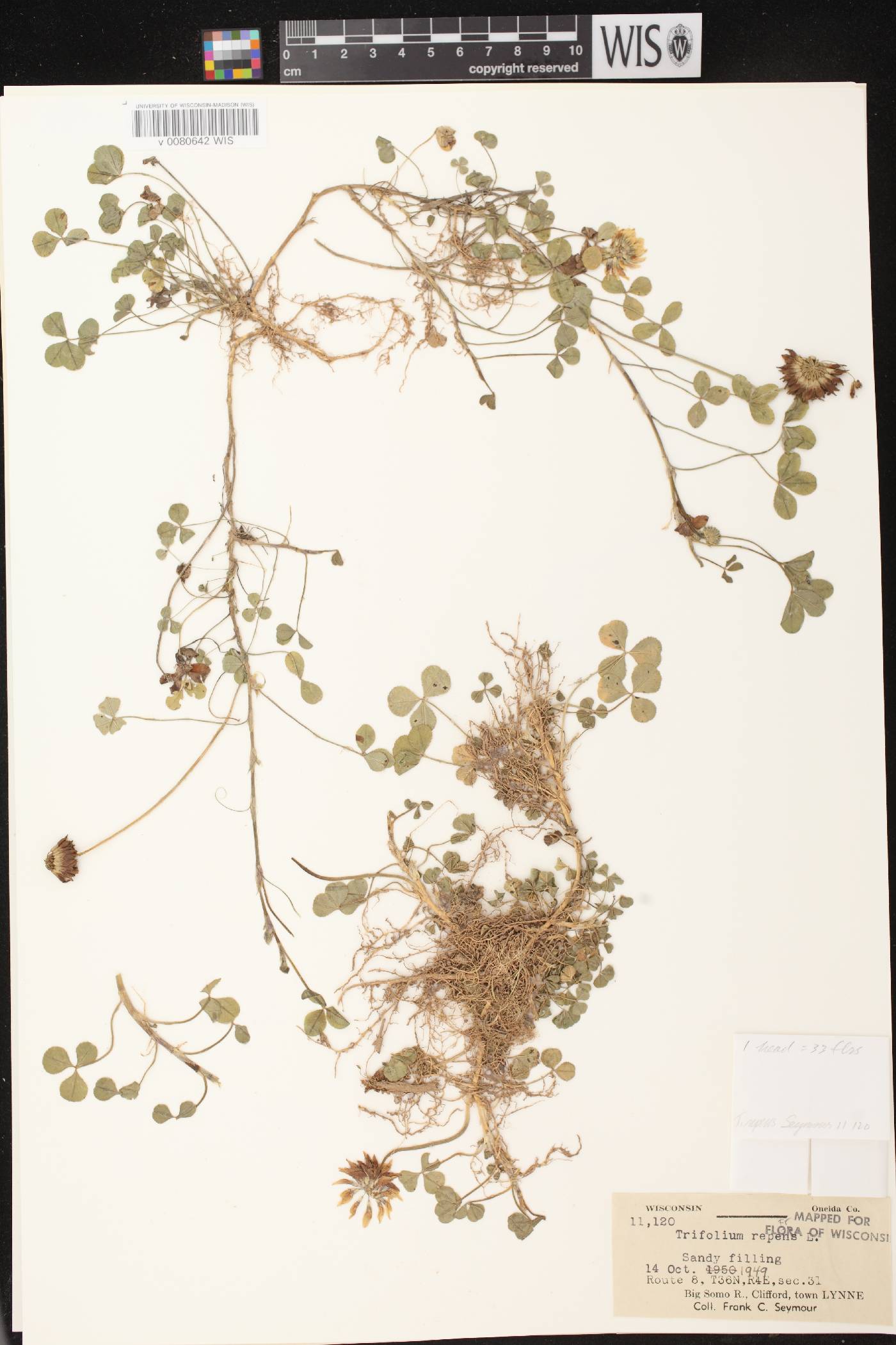 Trifolium repens image