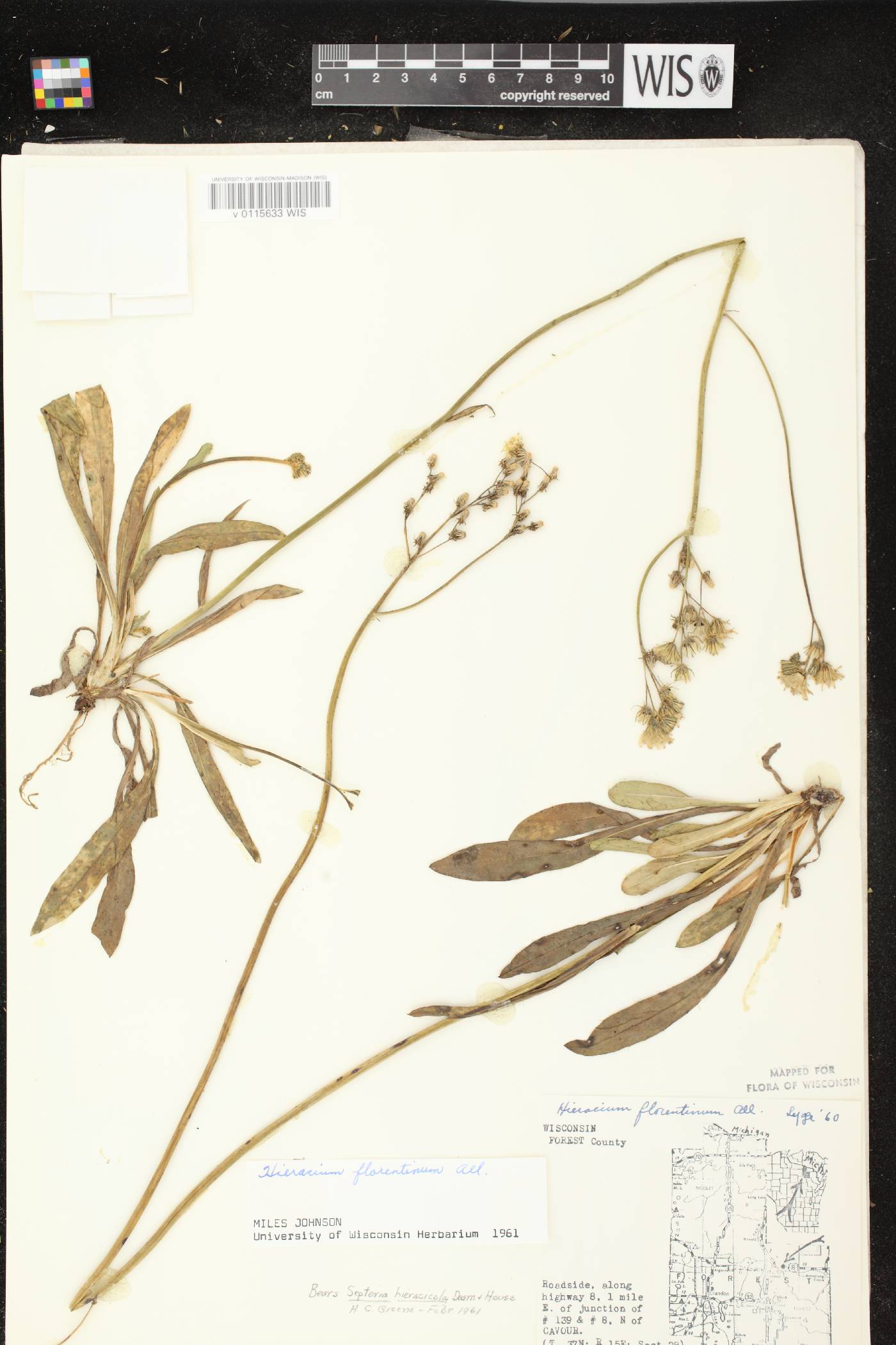 Hieracium piloselloides image