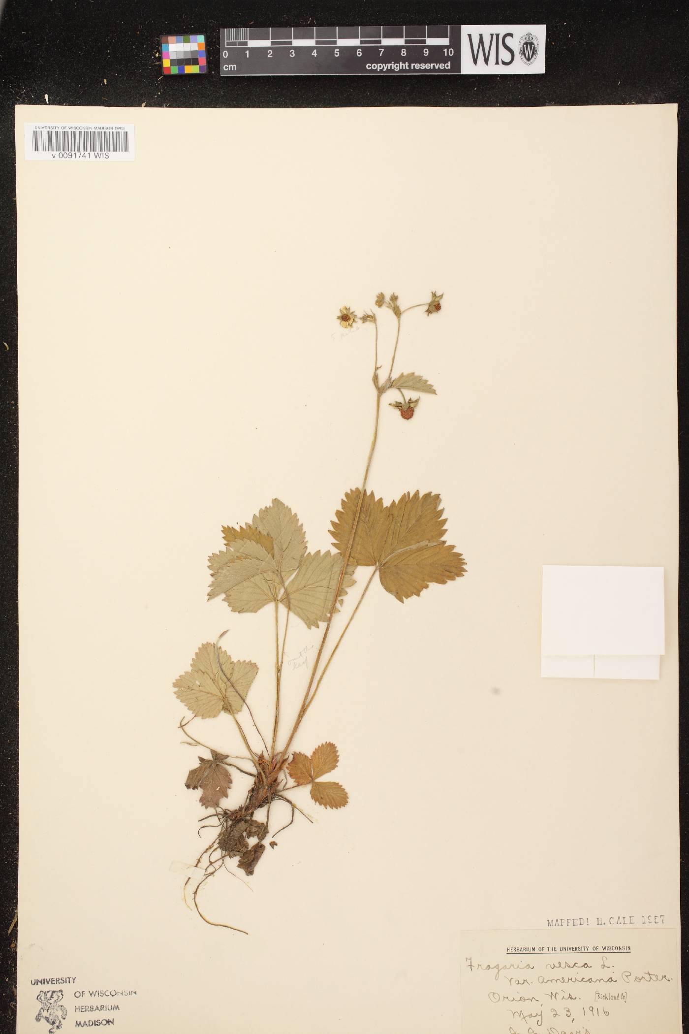 Fragaria vesca subsp. americana image