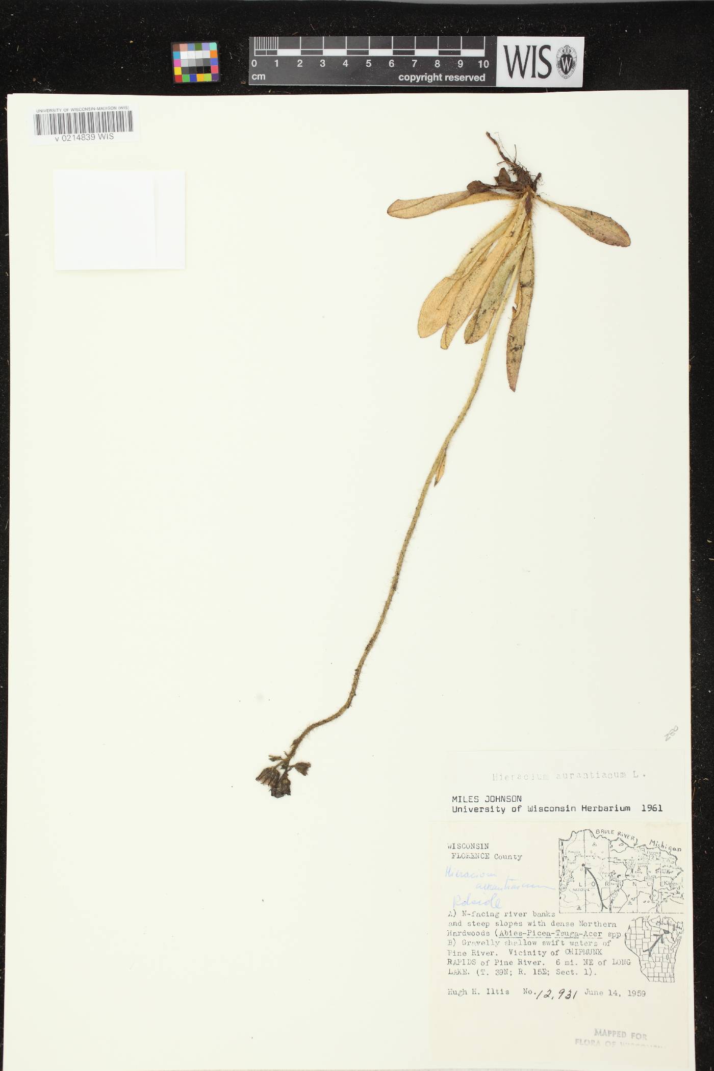 Hieracium aurantiacum image