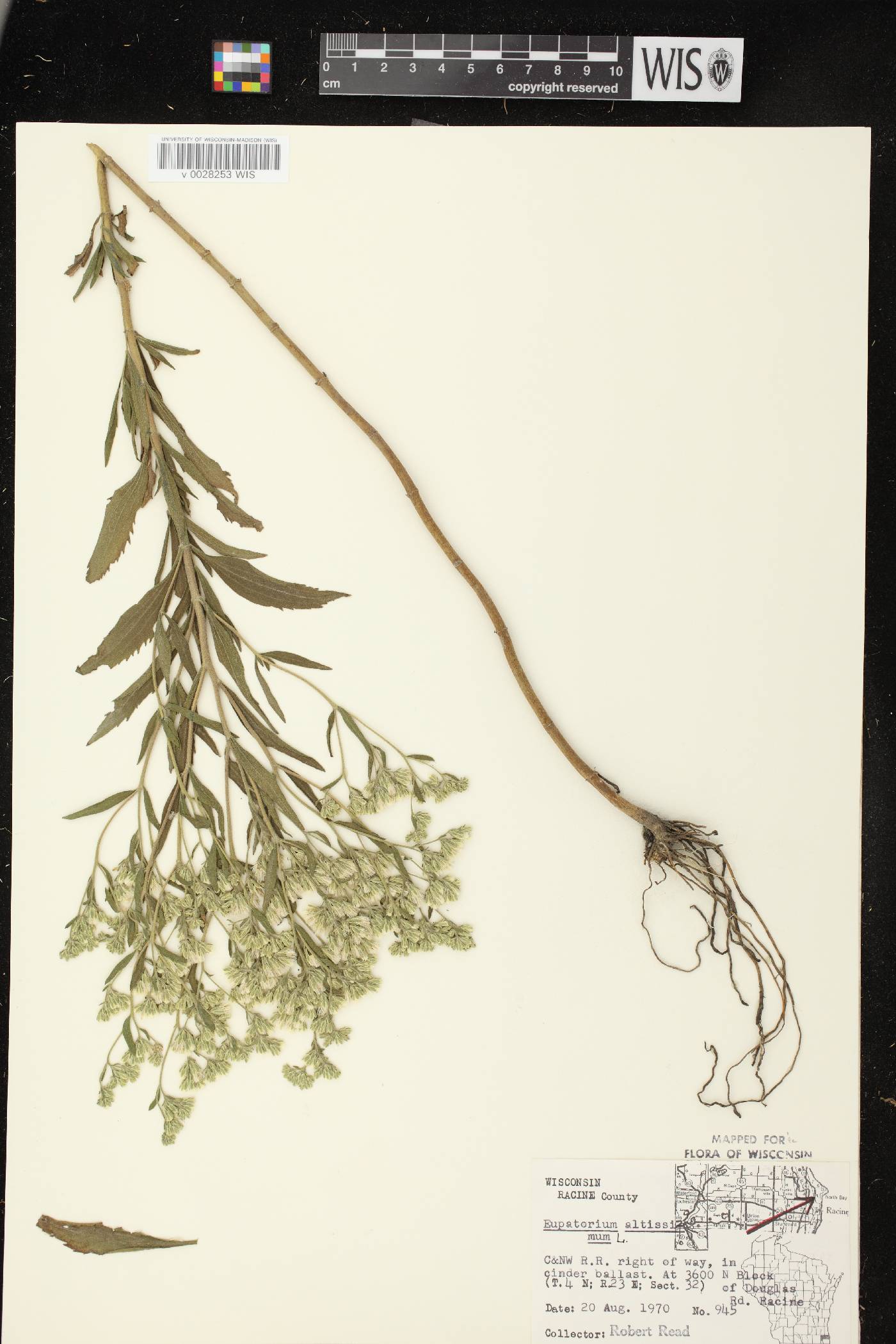 Eupatorium altissimum image