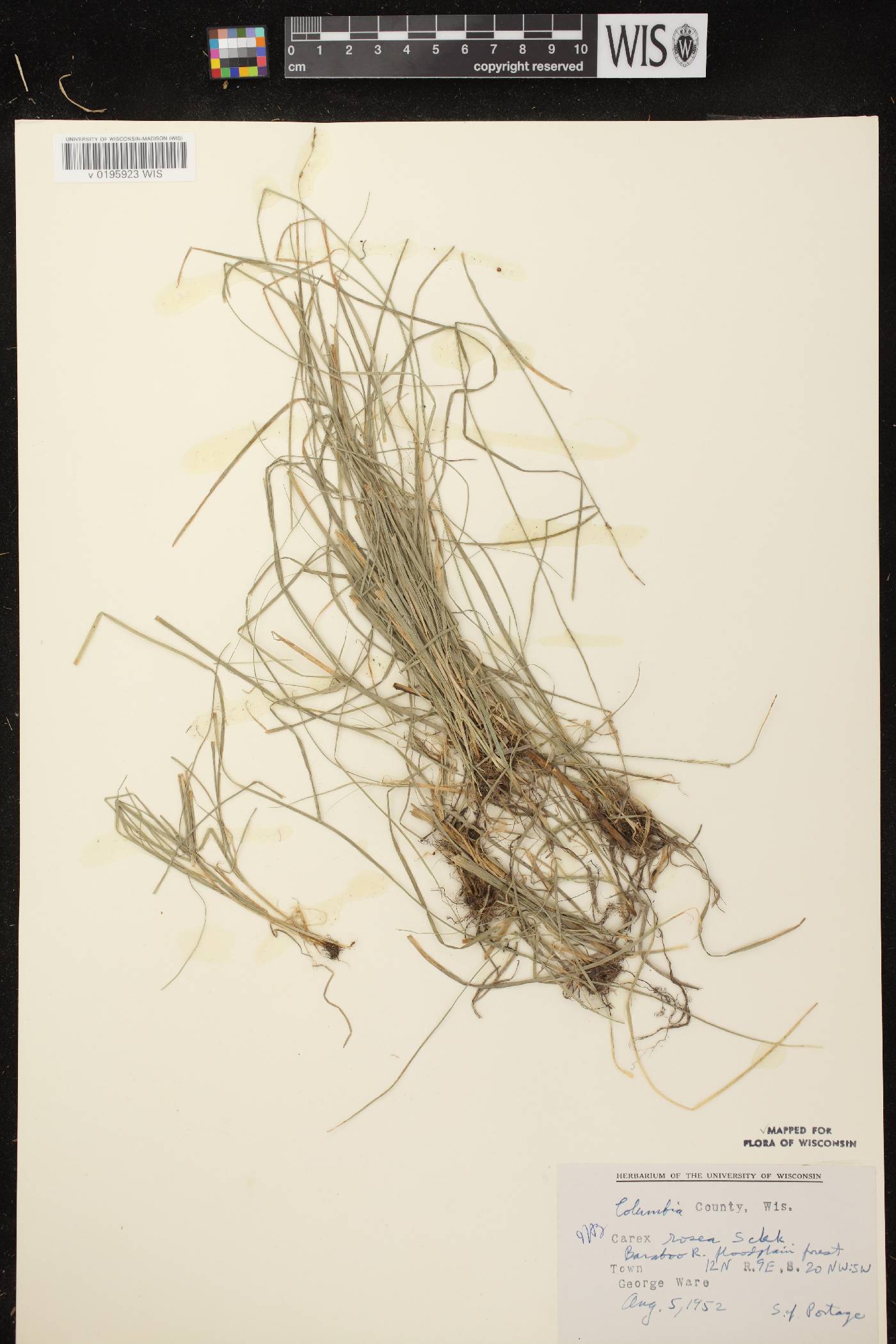 Carex radiata image