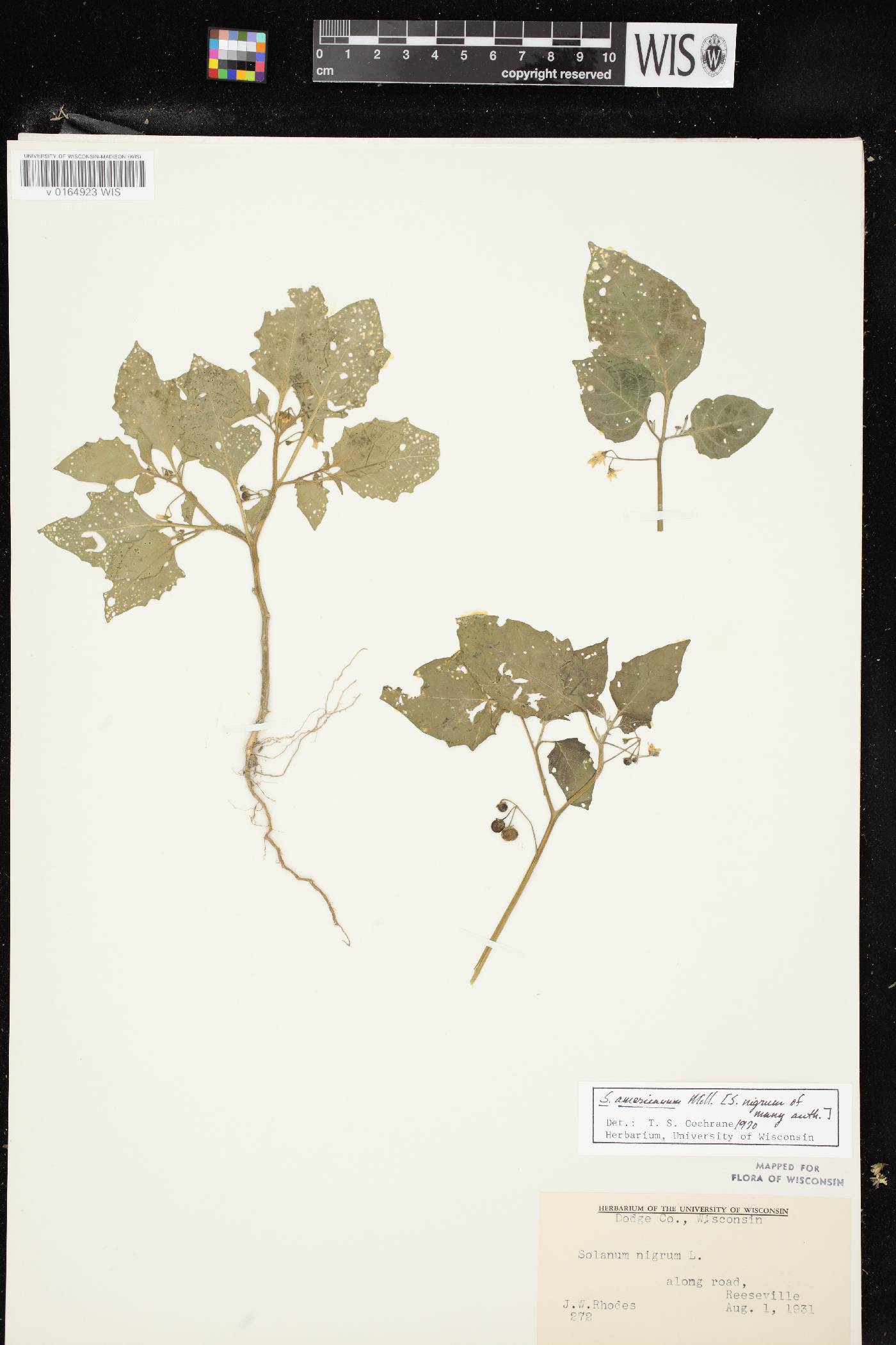 Solanum ptychanthum image