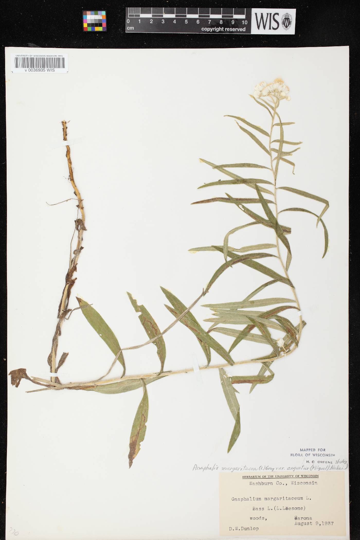 Anaphalis margaritacea image