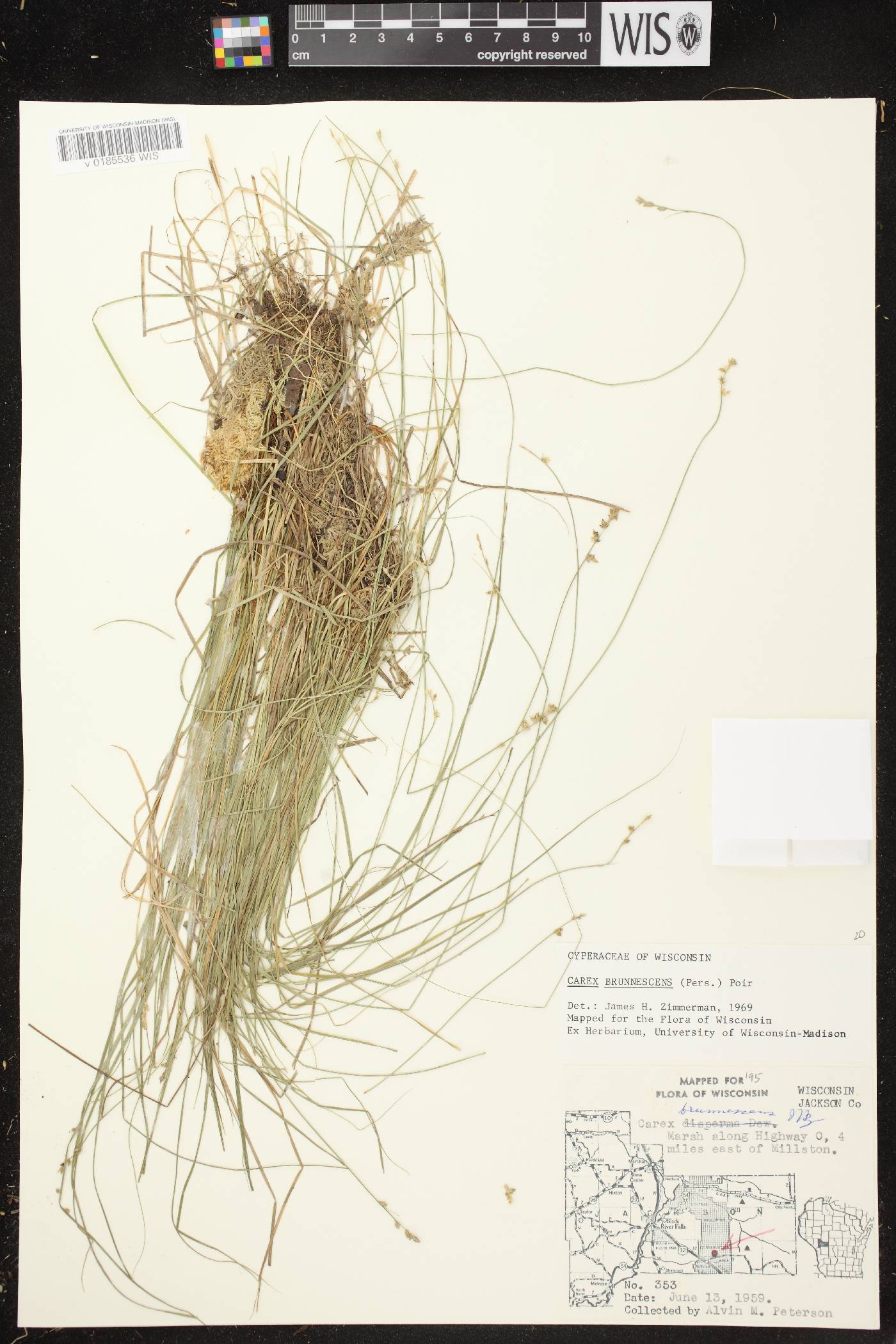 Carex brunnescens subsp. sphaerostachya image
