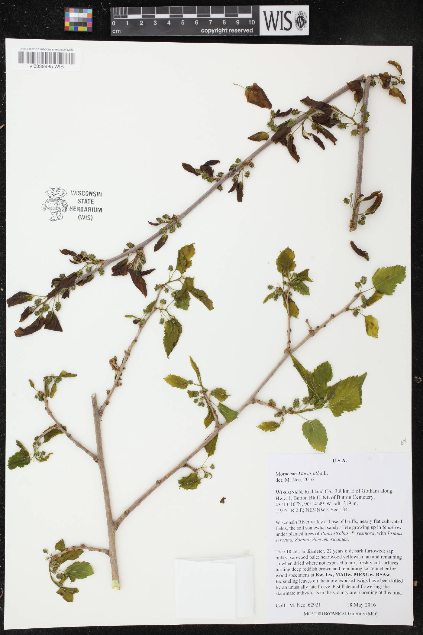 Morus alba image