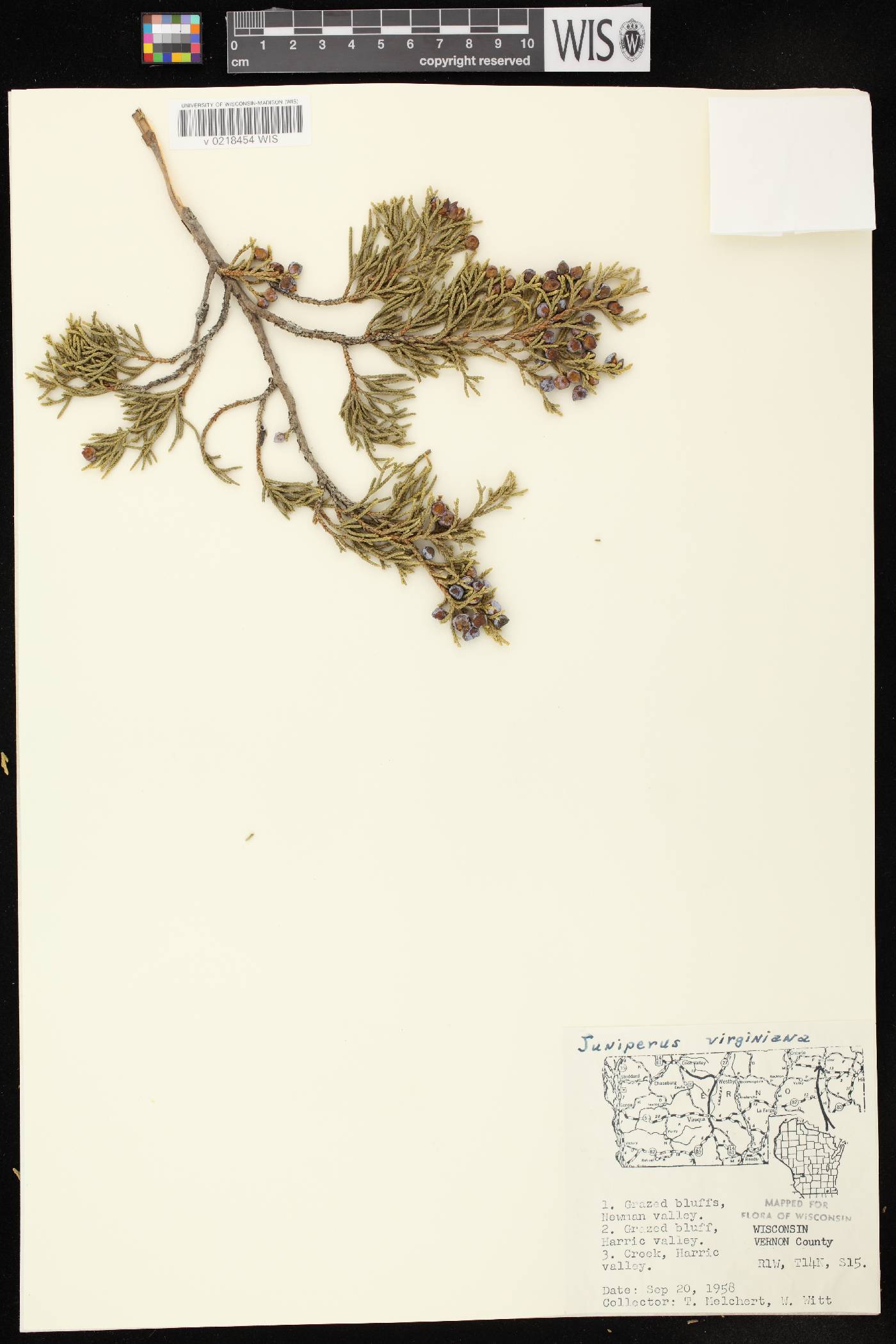 Juniperus virginiana var. virginiana image