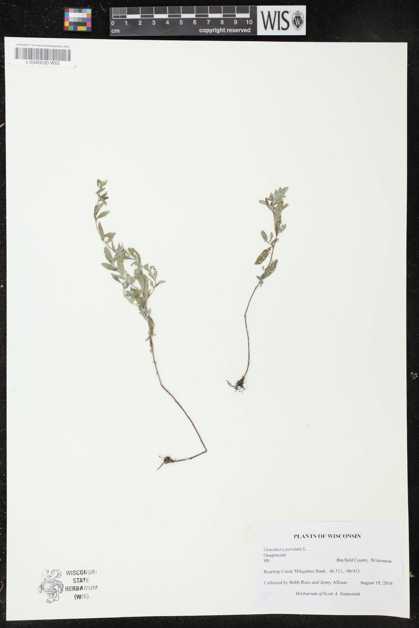 Oenothera perennis image