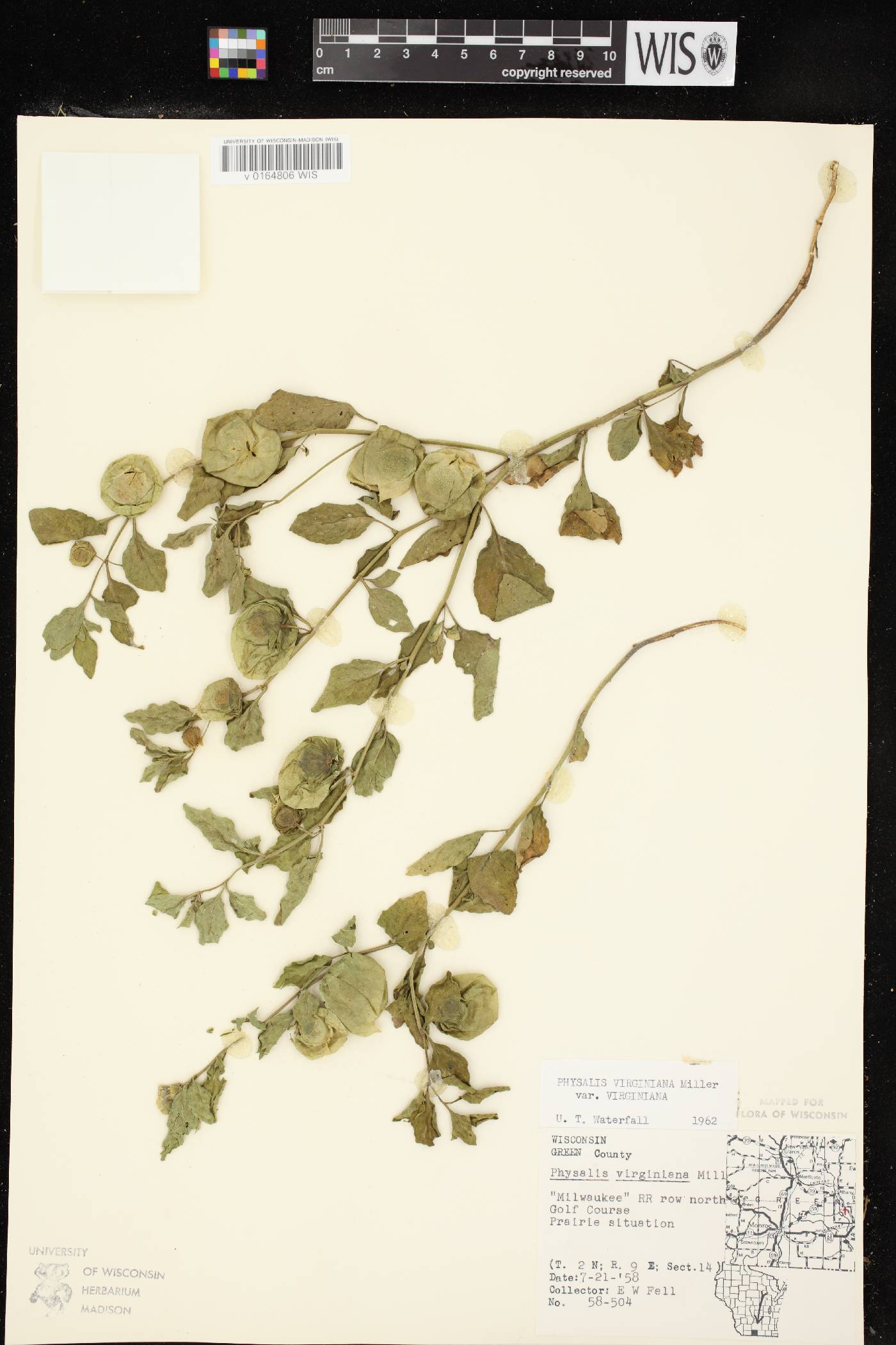 Physalis virginiana image