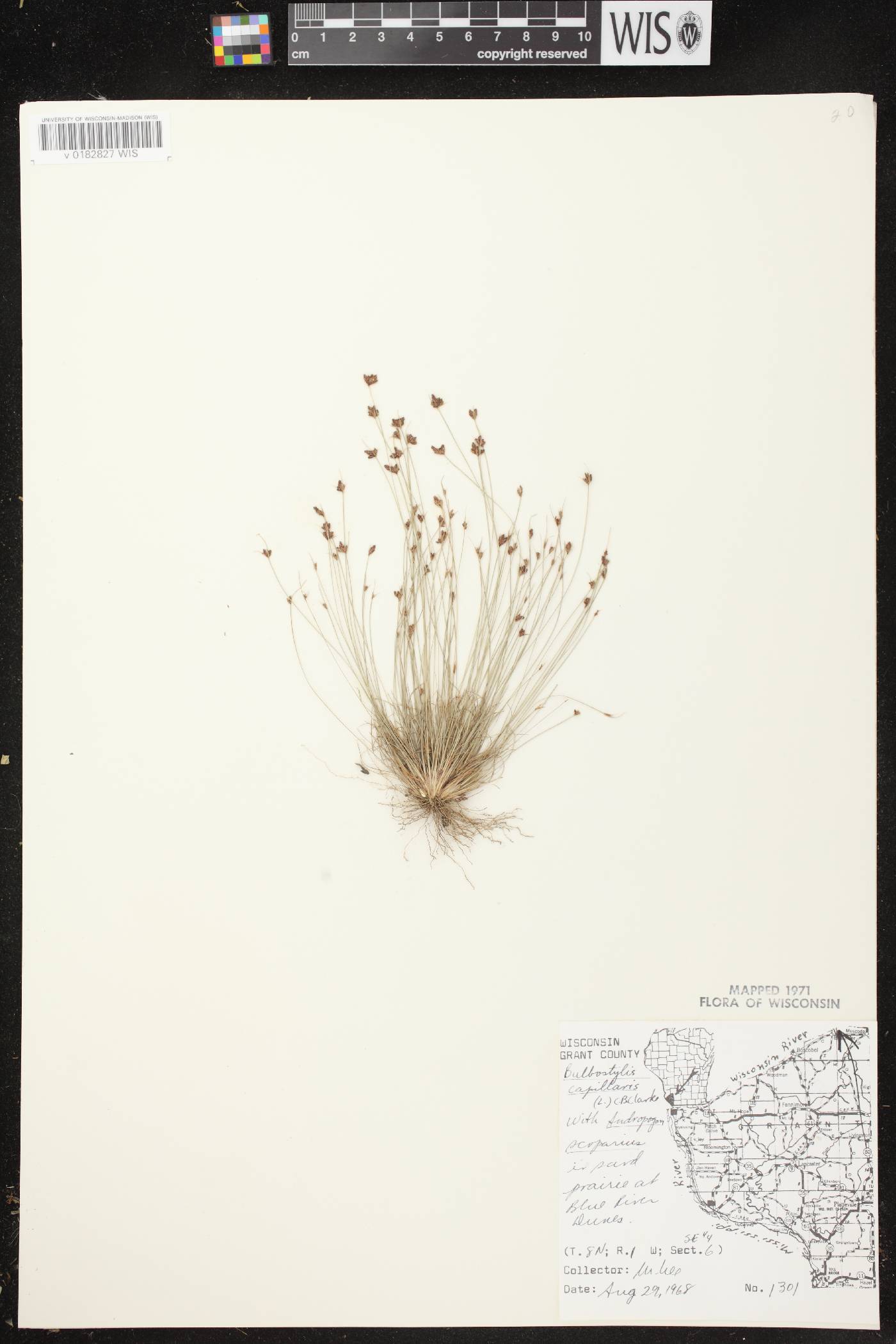 Bulbostylis capillaris image