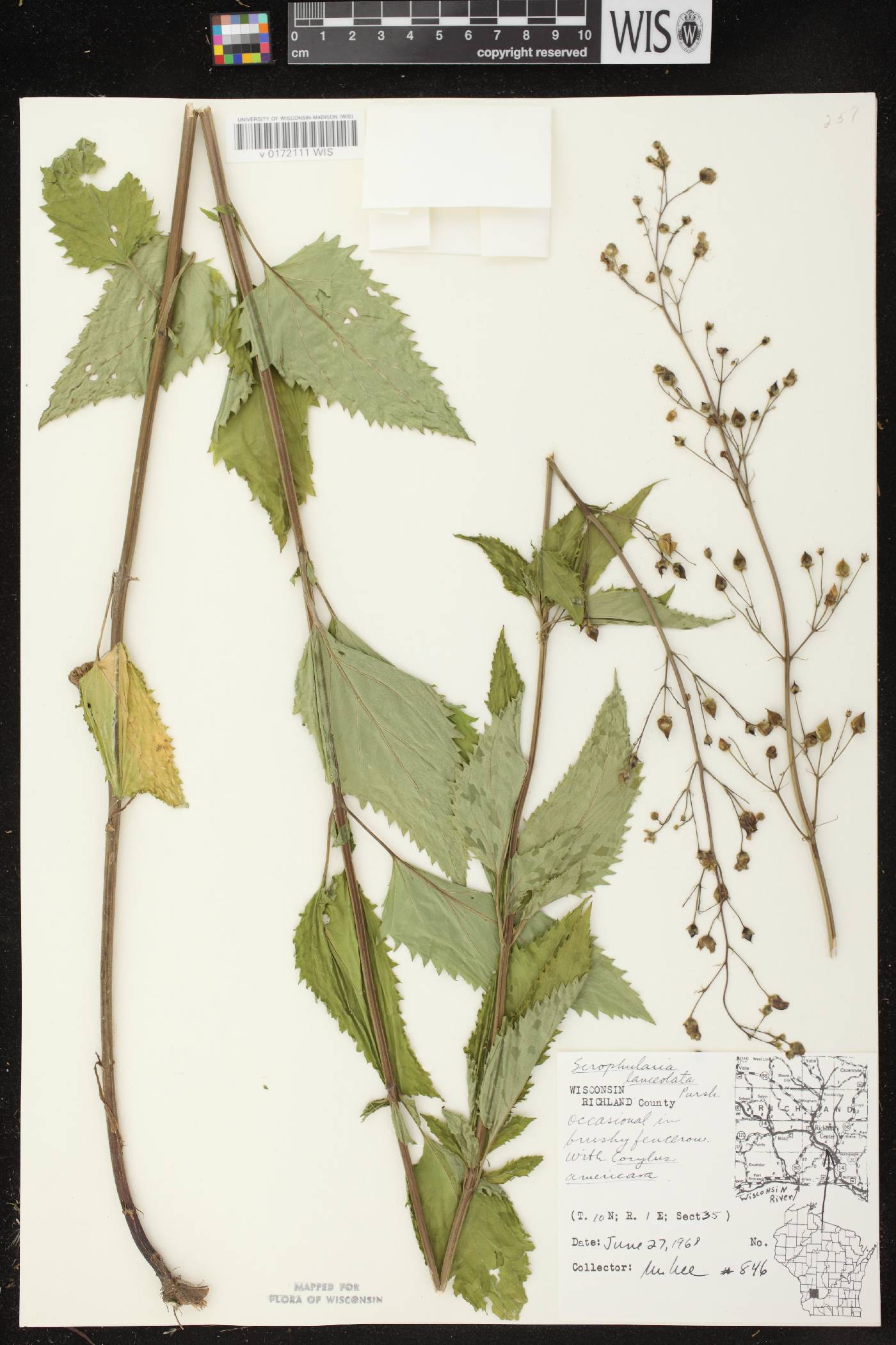 Scrophularia lanceolata image
