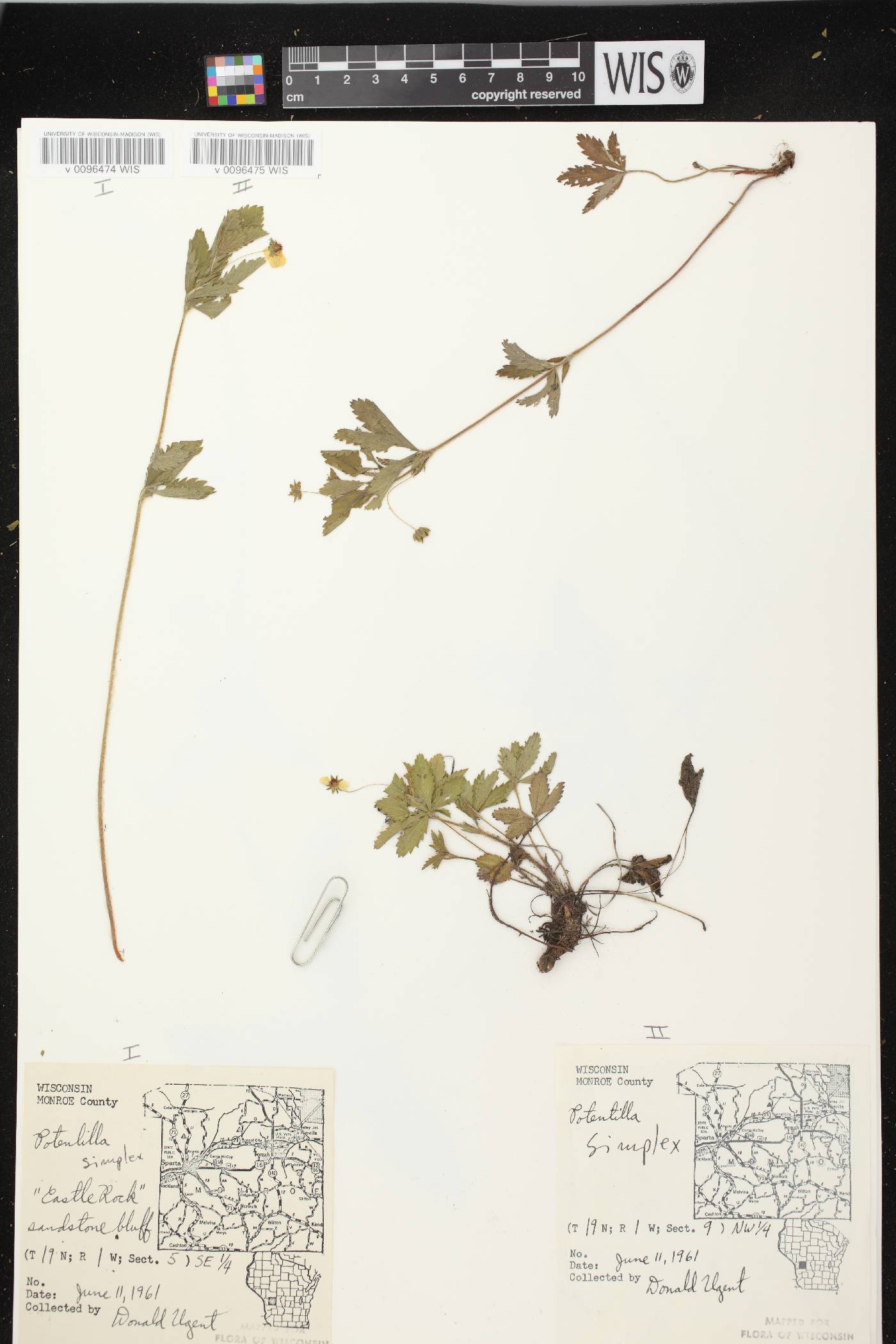 Potentilla simplex image