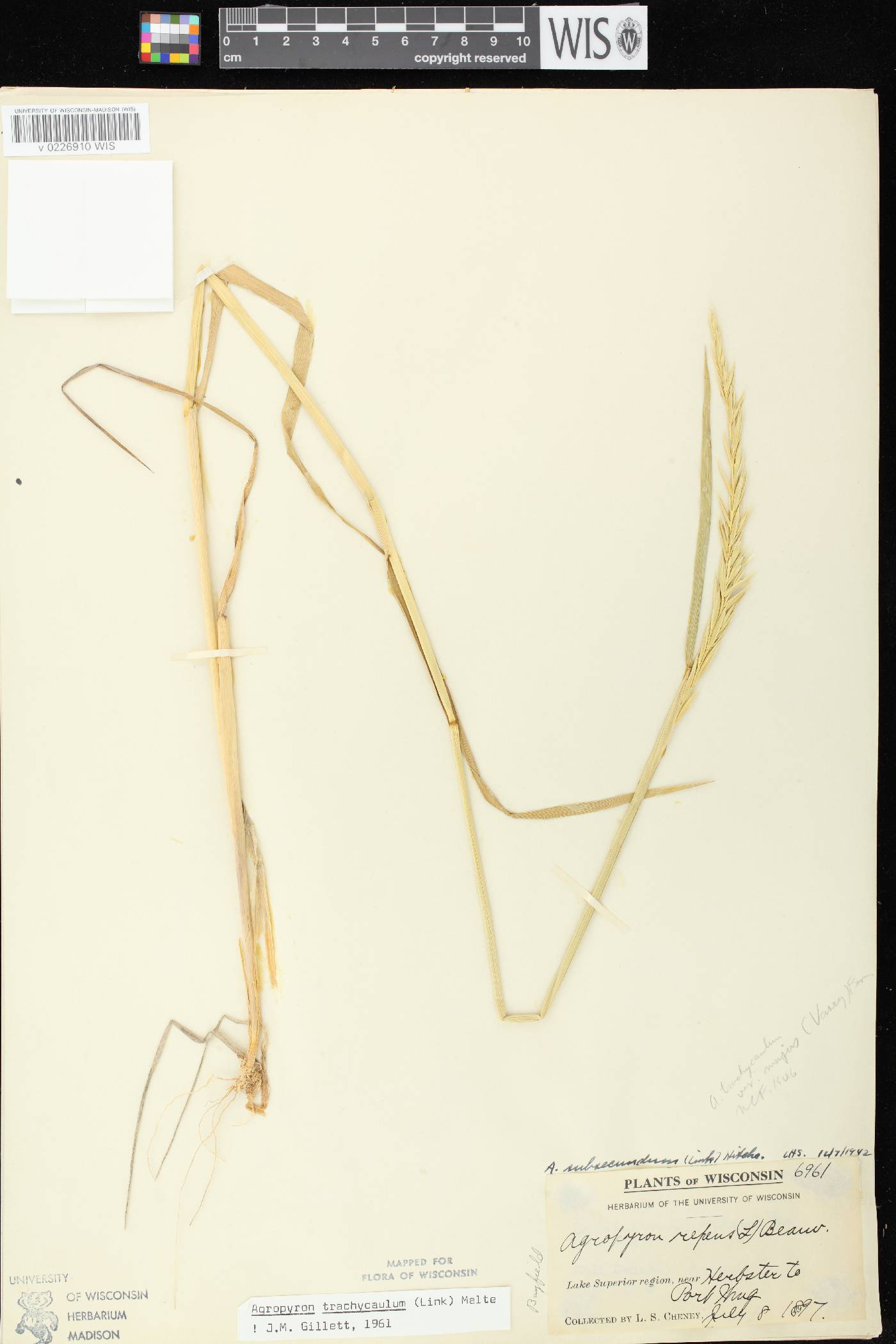 Elymus trachycaulus subsp. trachycaulus image