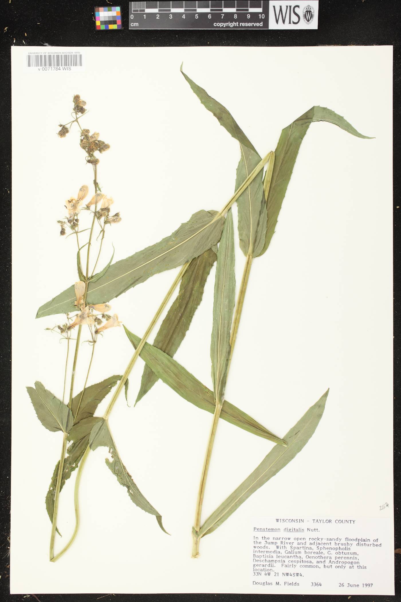 Penstemon digitalis image