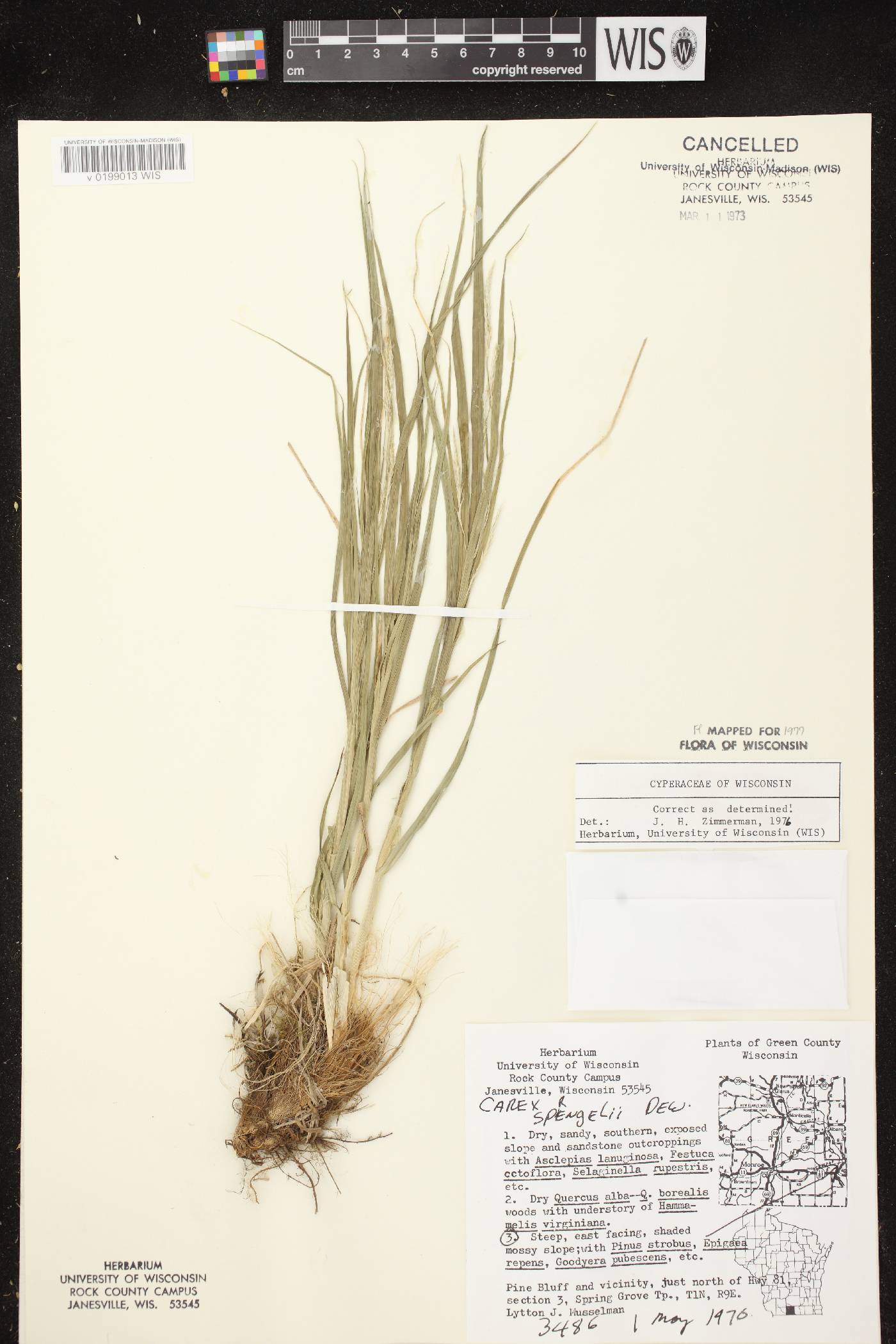Carex sprengelii image